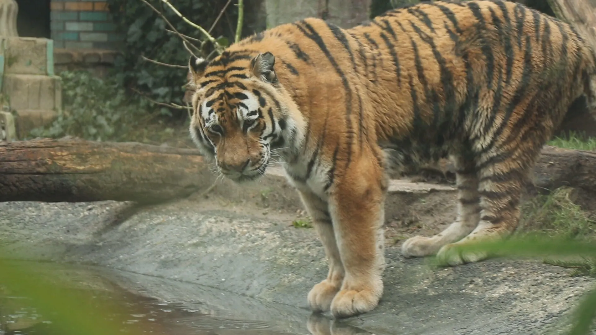 Dierenpark Amersfoort-icoon Ilya de tijger overleden: 'Mijn kleindochter bleef naar hem kijken'