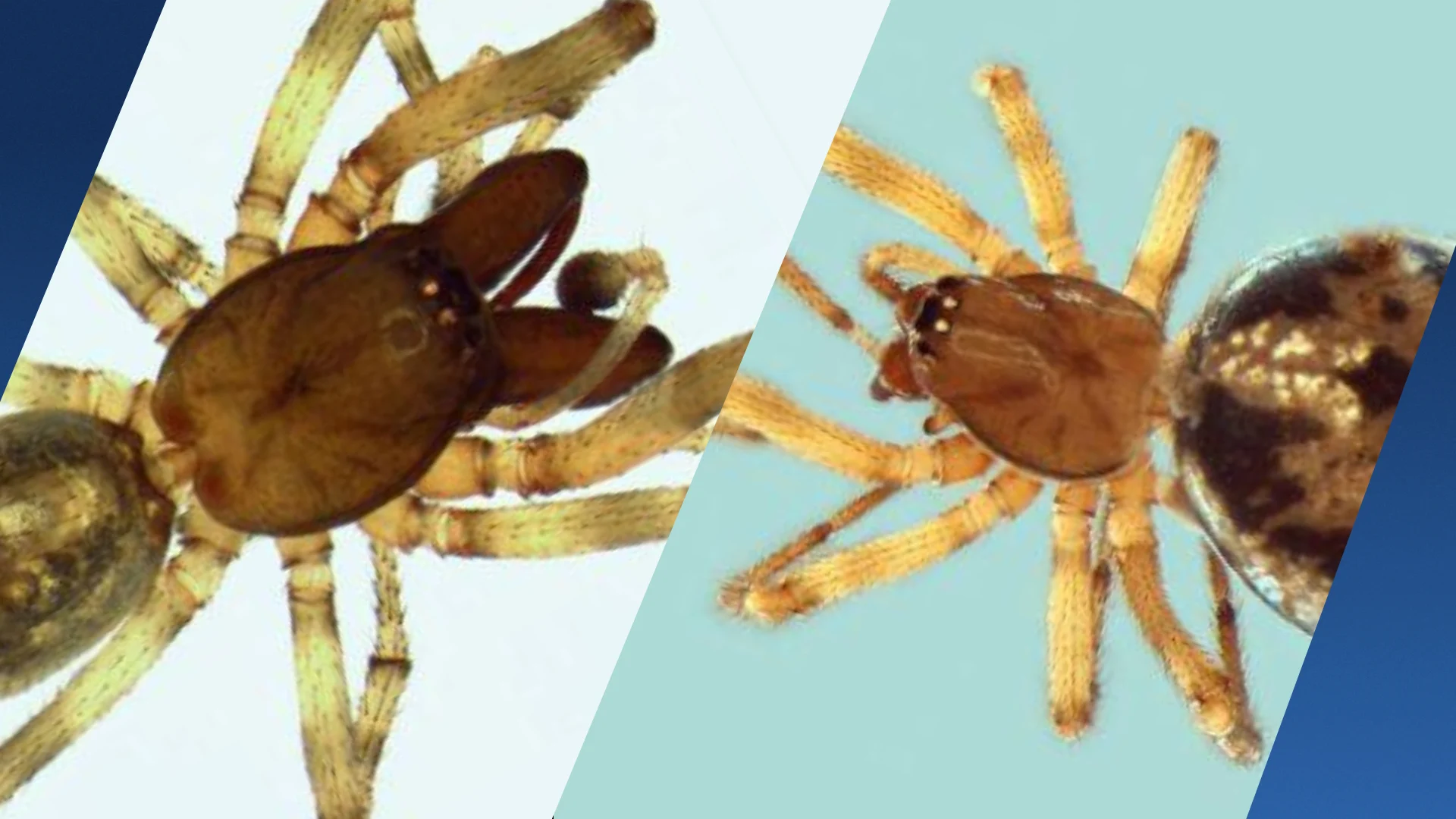 Spin met grote tandkaken opgedoken in Nederland en België