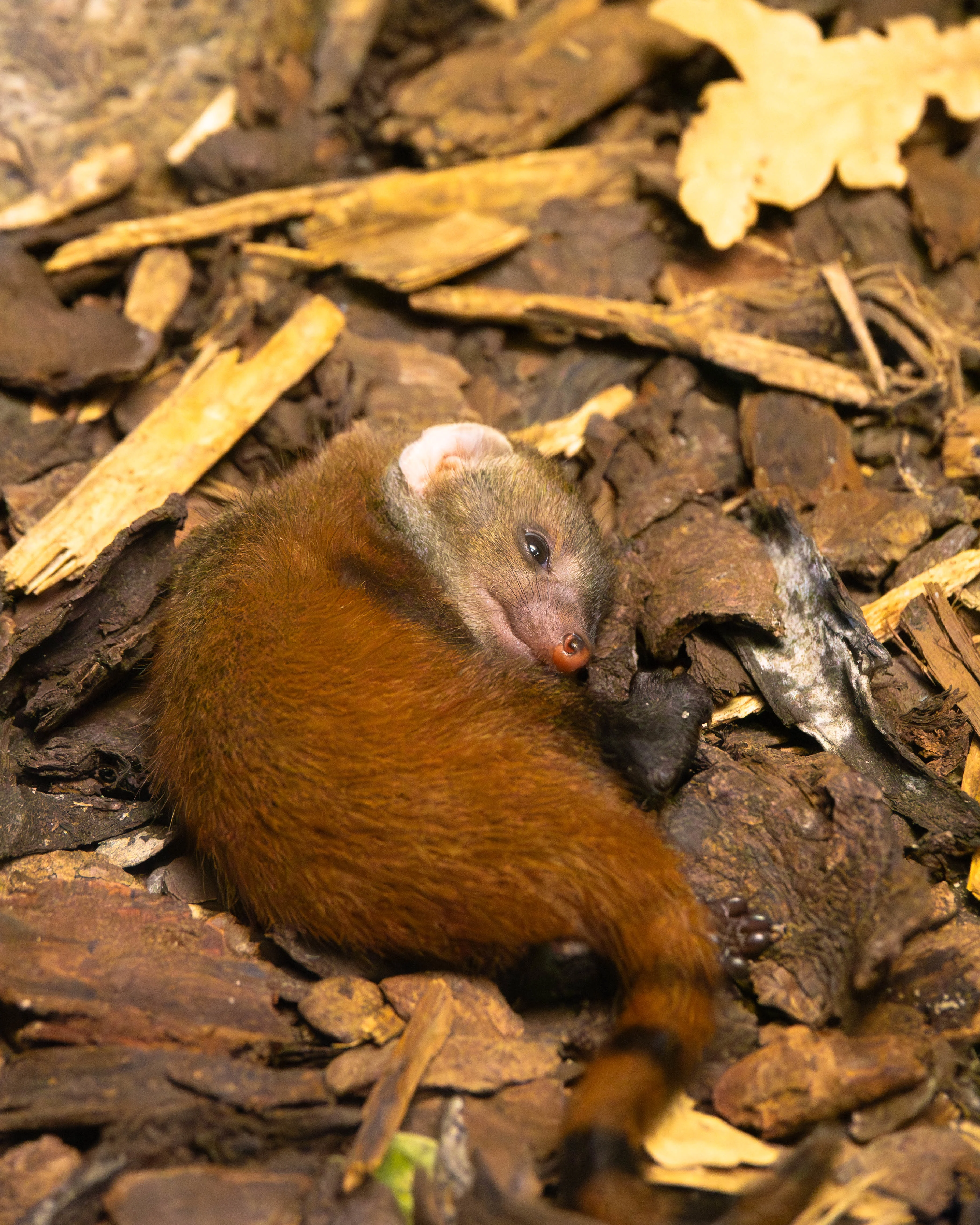 Primeur: eerste keer dat dit dier in Nederland is geboren