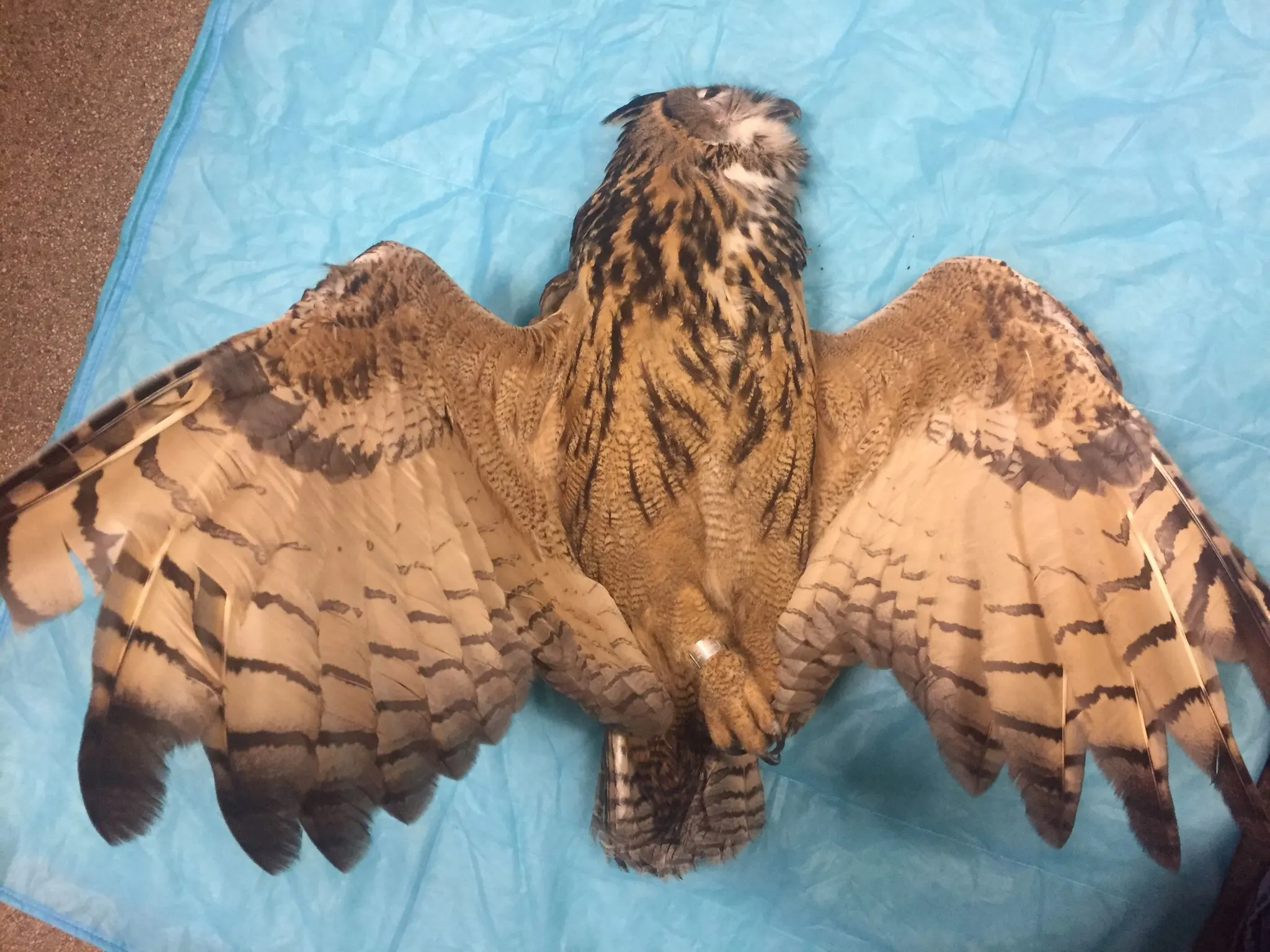 Oehoe dood na knal tegen politiebus bij controle Beugen