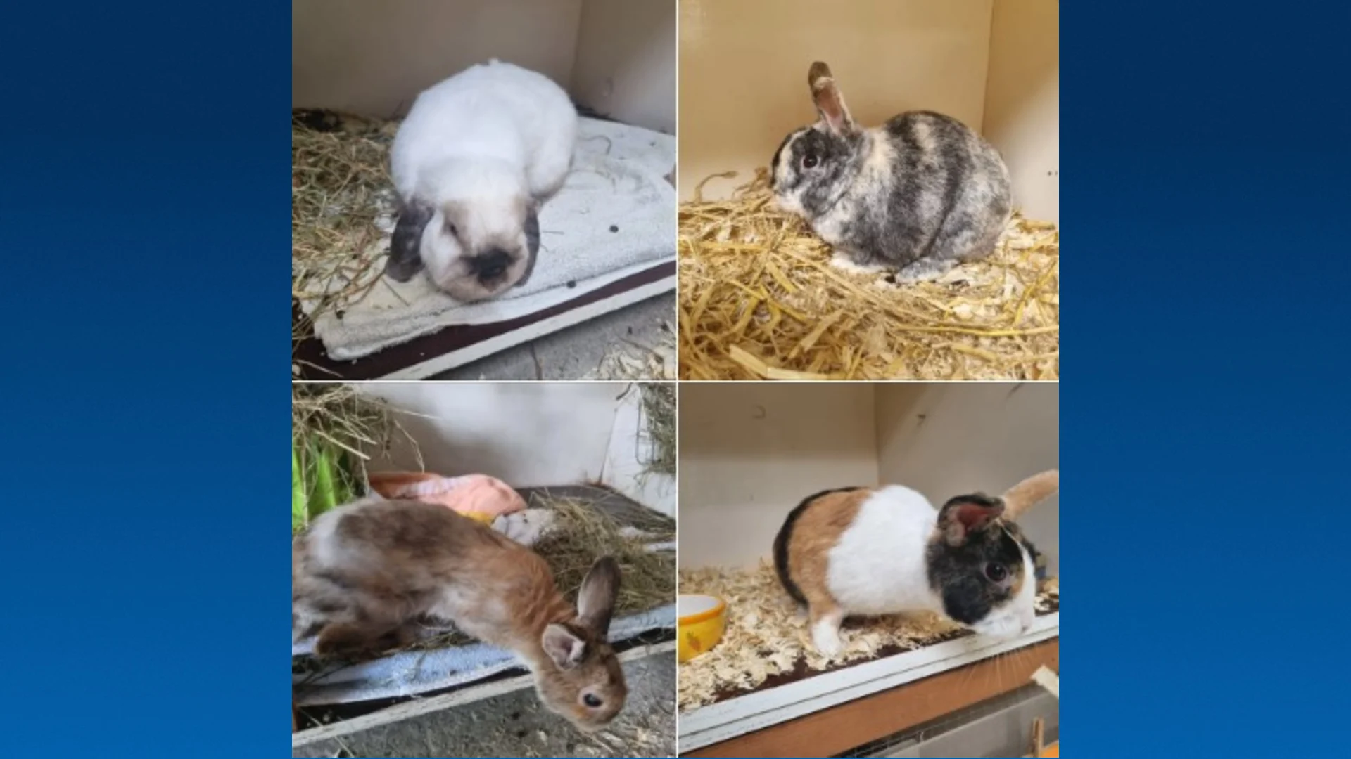 Vier konijnen gedumpt in bos Baarn, politie probeert eigenaar te vinden