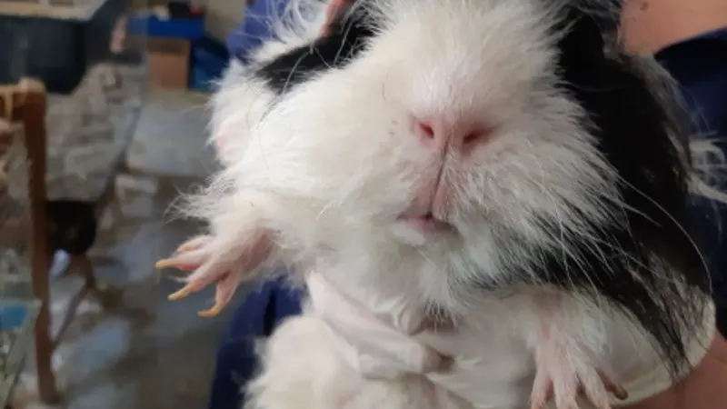 Politie neemt 125 verwaarloosde cavia's in beslag in Hellendoorn