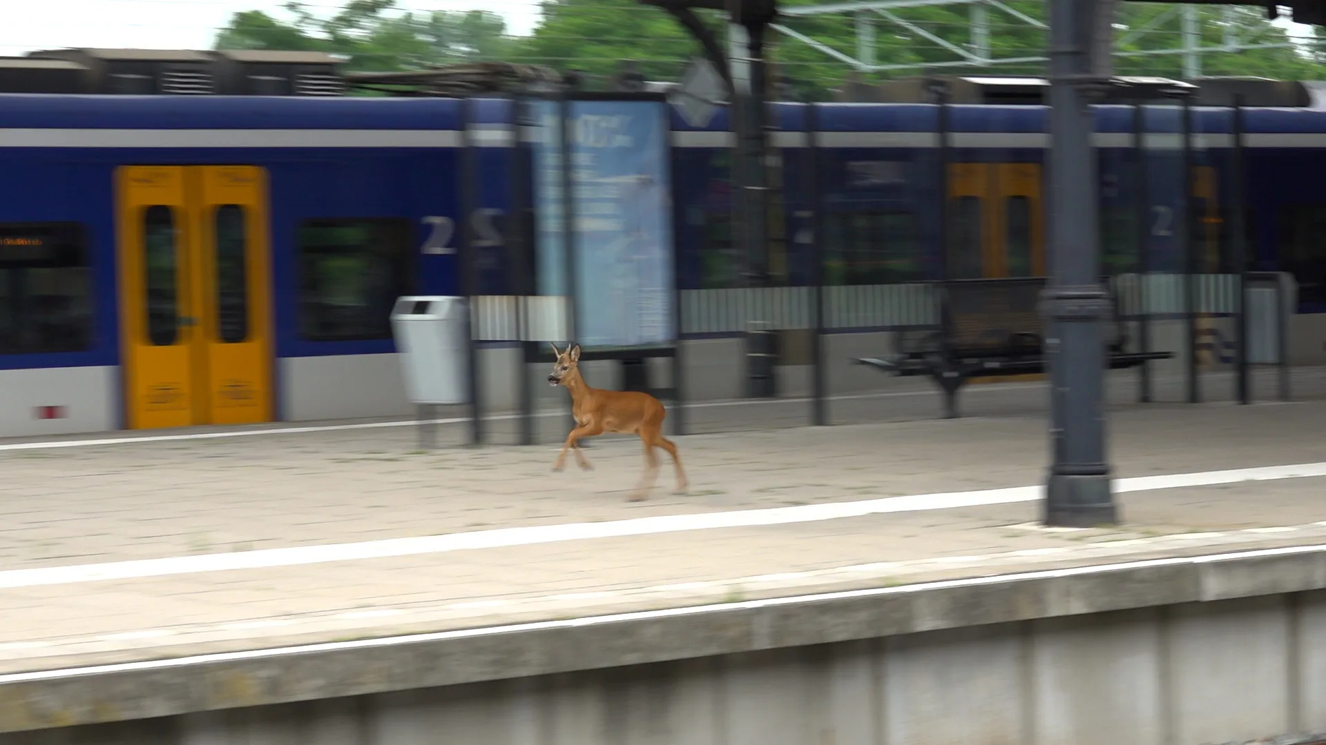 VIDEO | Ree sprint over perron van station Nijmegen