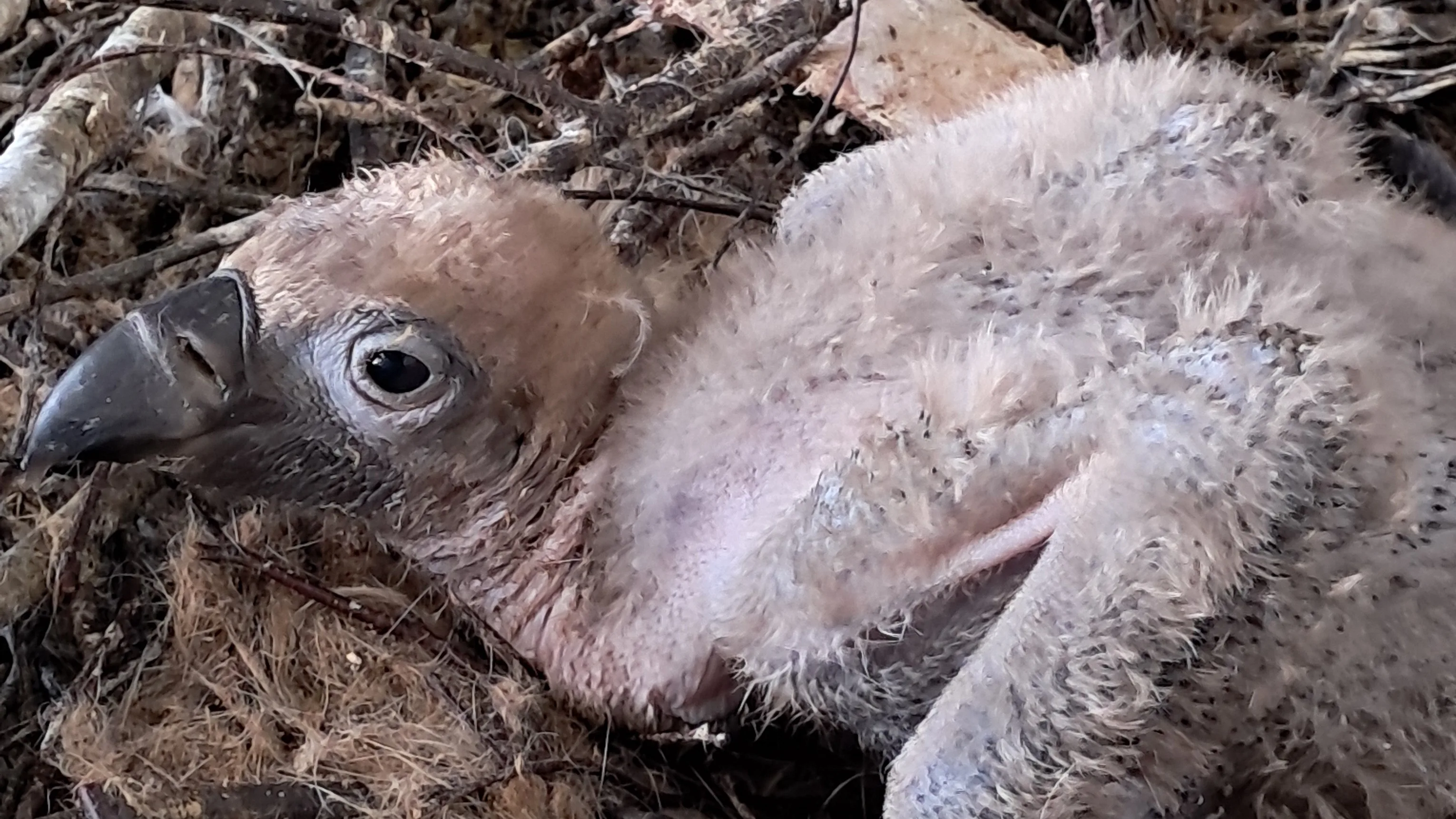 Mannetjesgieren in Beekse Bergen adopteren kuiken uit Blijdorp