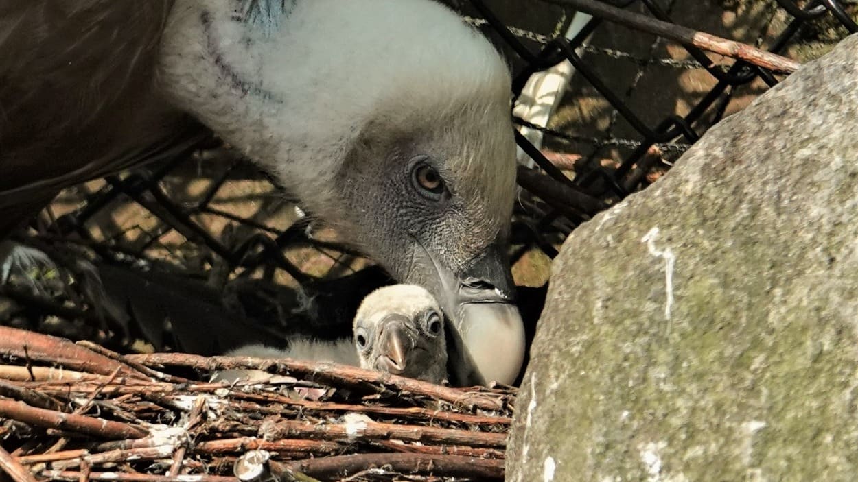 ZIEN: Gierenstel adopteert kuikentje in DierenPark Amersfoort