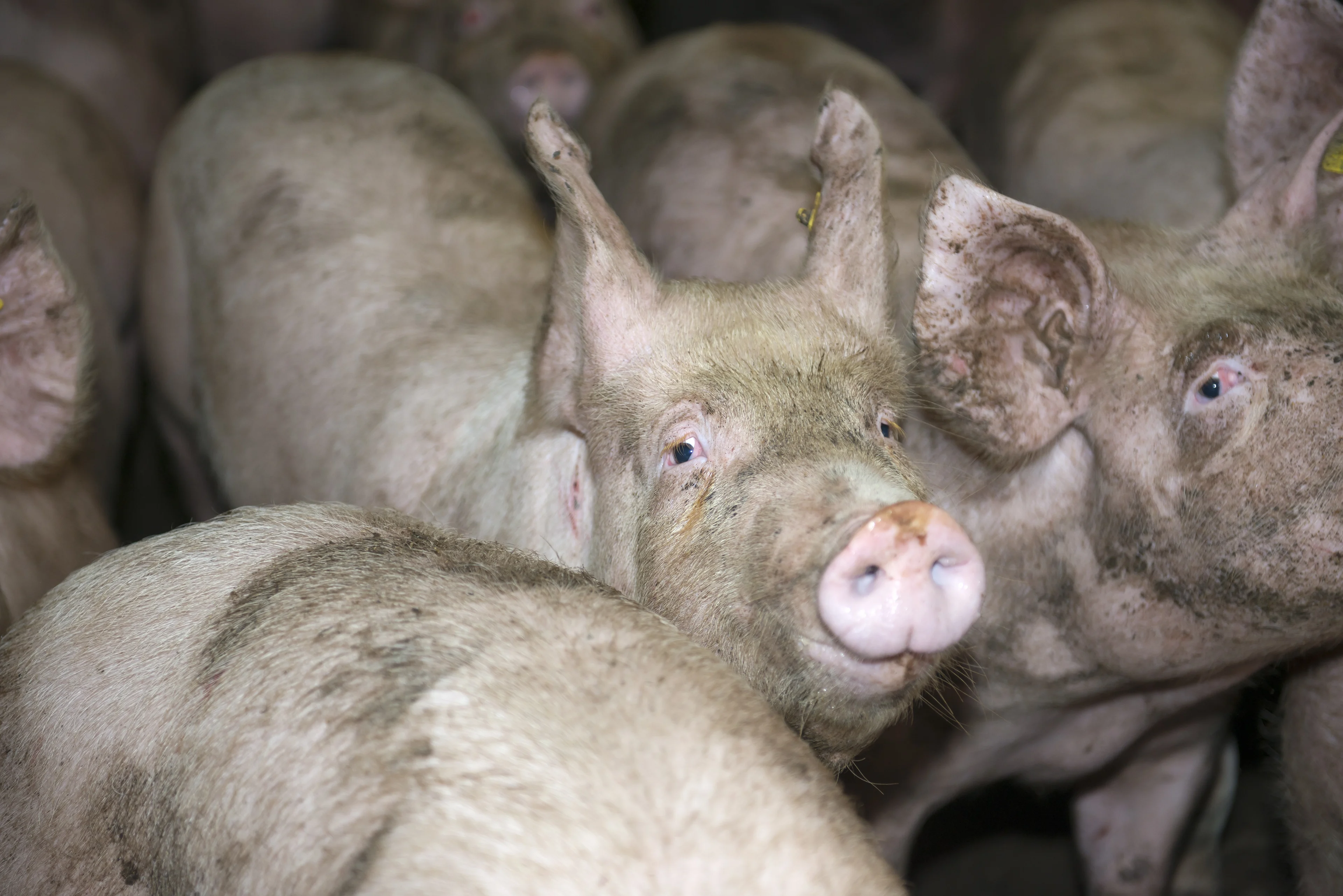 BBB-minister Wiersma wil stroomstootapparaten in veehandel toch blijven toestaan