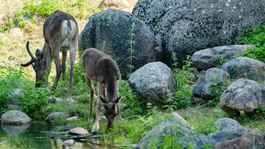 Drachtig rendier uit voorzorg gedood om Q-koorts in dierentuin