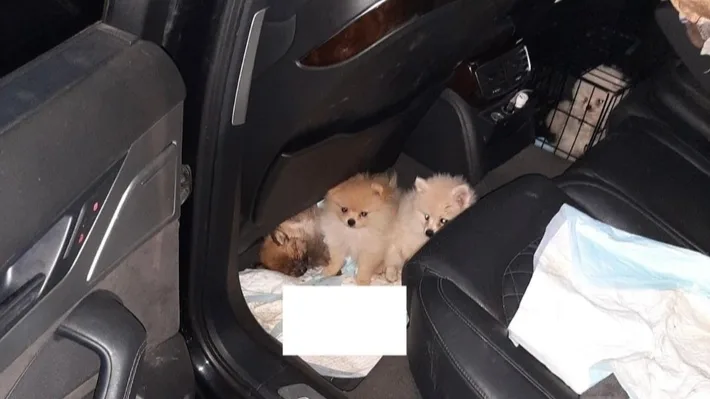 Nederlander vervoert puppy's in poep en krappe kooi, politie in actie