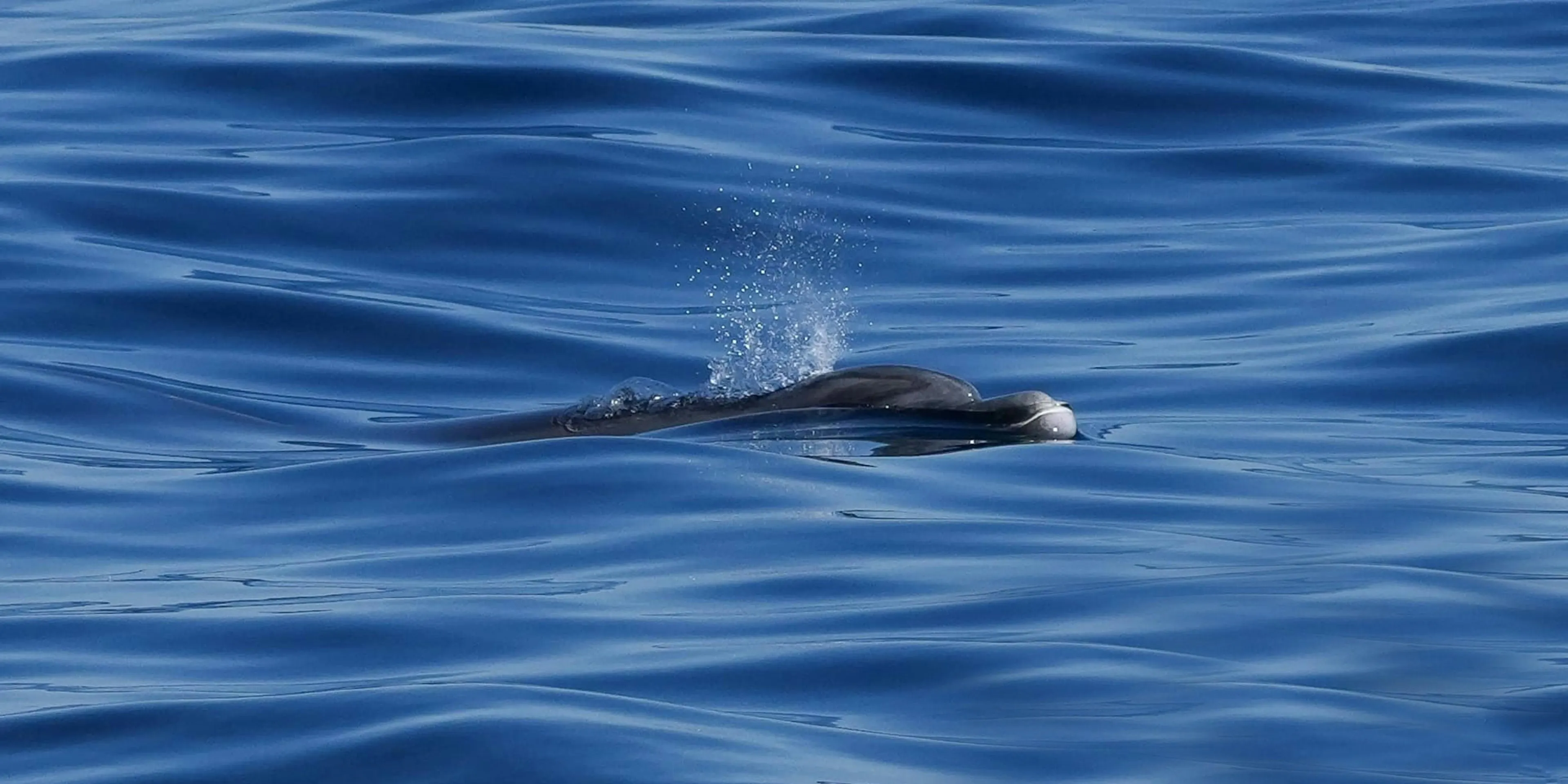 Dode walvis op Zeeuws strand blijkt zeldzame dolfijn