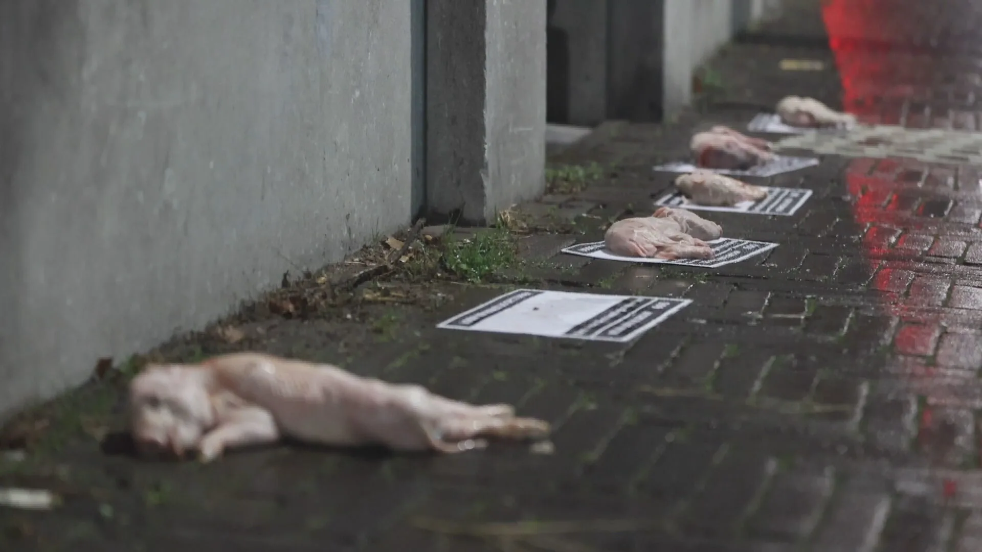 Dode biggetjes op honderd plekken gedumpt door veganistische activisten