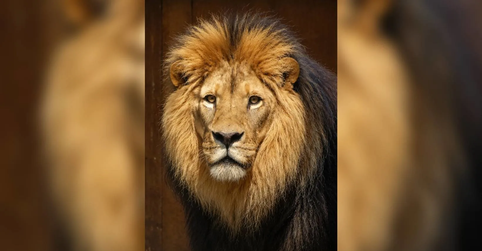 Verdriet in GaiaZOO: nieuwe mannetjesleeuw plotseling overleden
