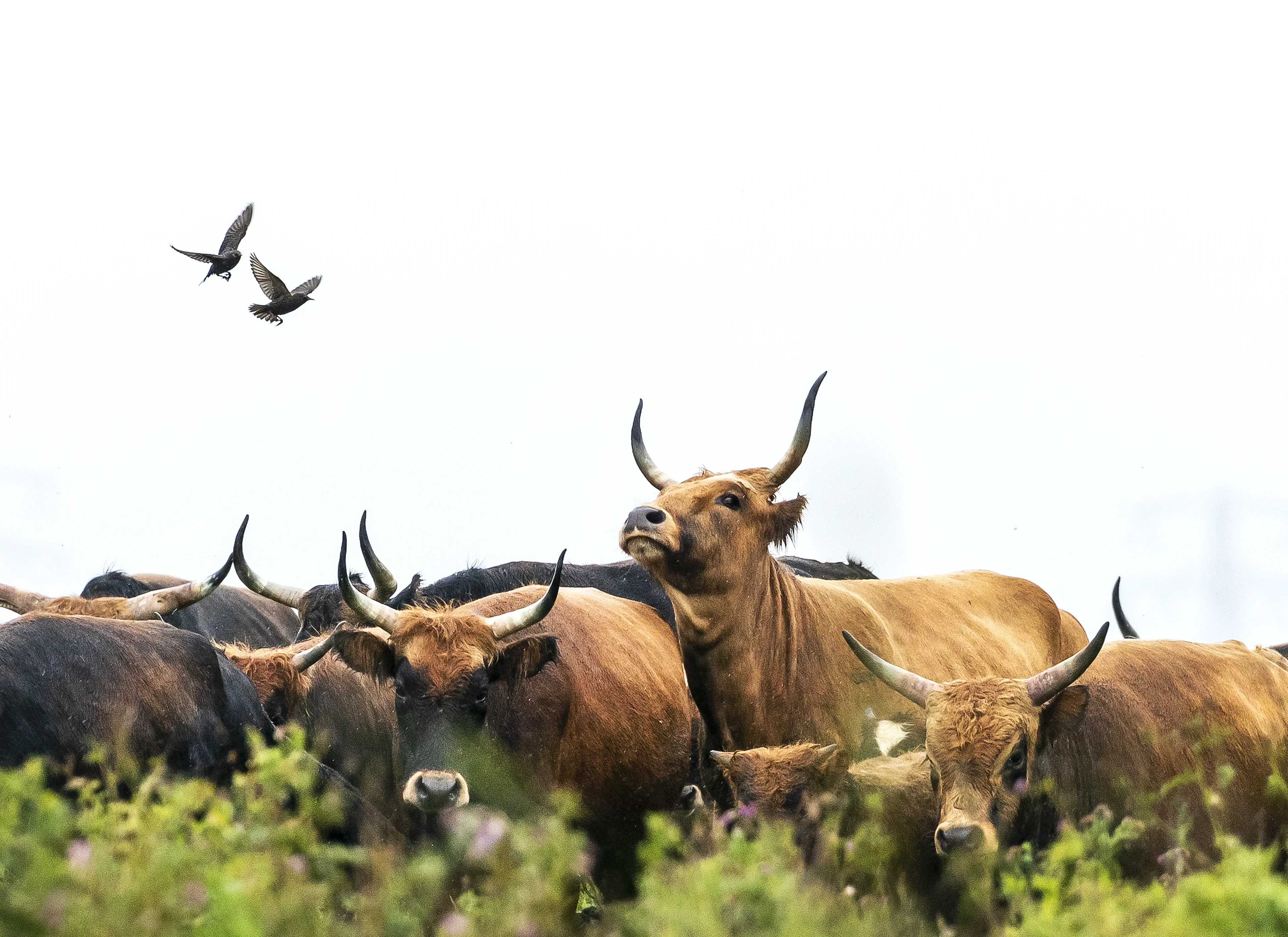 Politie Drenthe neemt het op voor jagers, Animal Rights is woedend