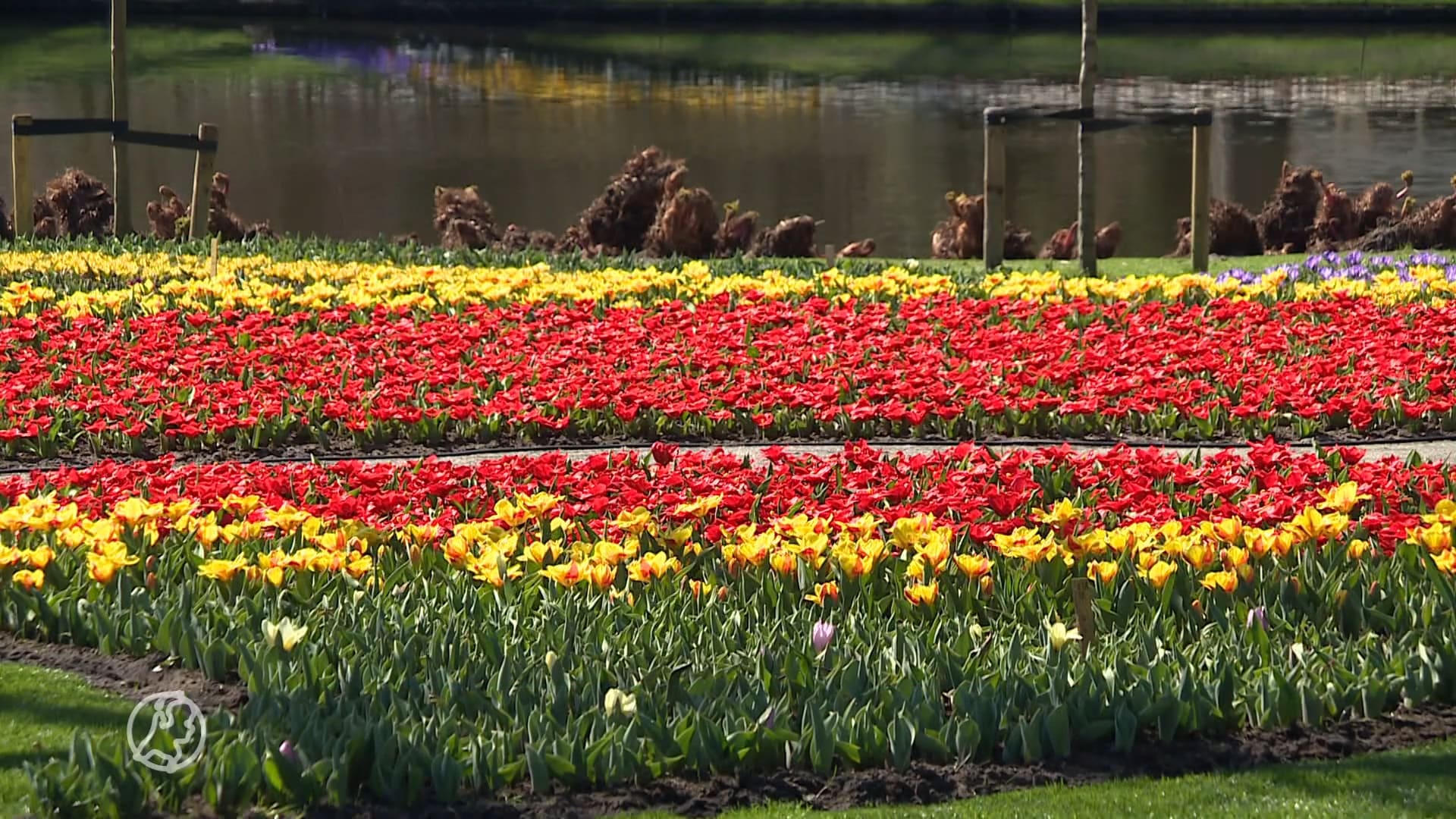 De Keukenhof staat er prachtig bij, maar niemand die het kan zien