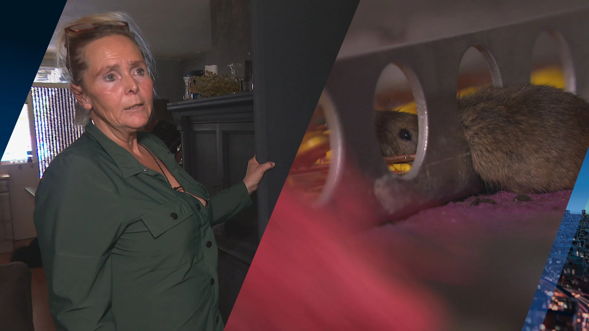 Honderden muizen teisteren Fransien en haar dochters: 'Het is hier levensgevaarlijk'