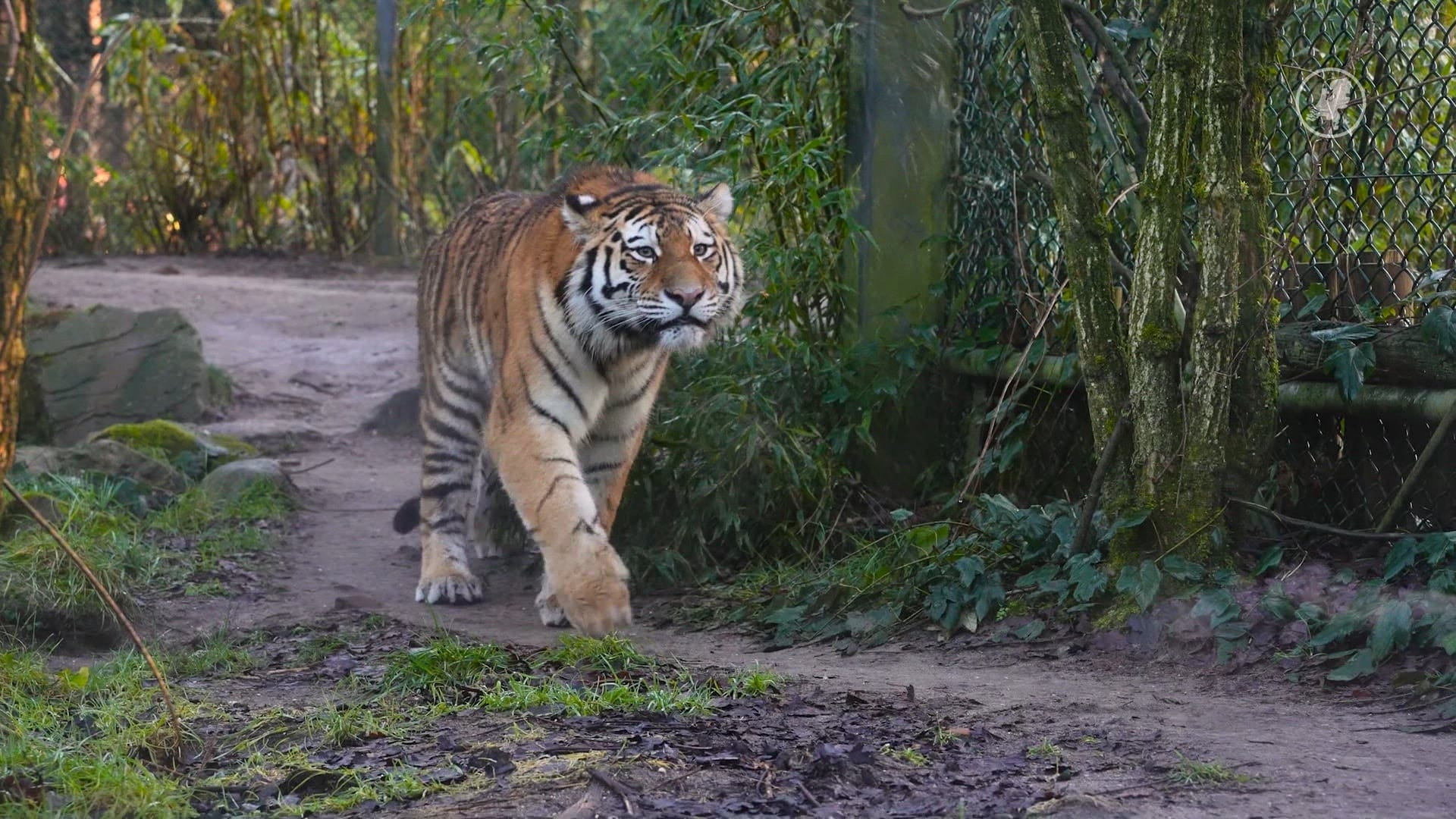 Siberische tijger Anya nieuwste bewoner DierenPark Amersfoort