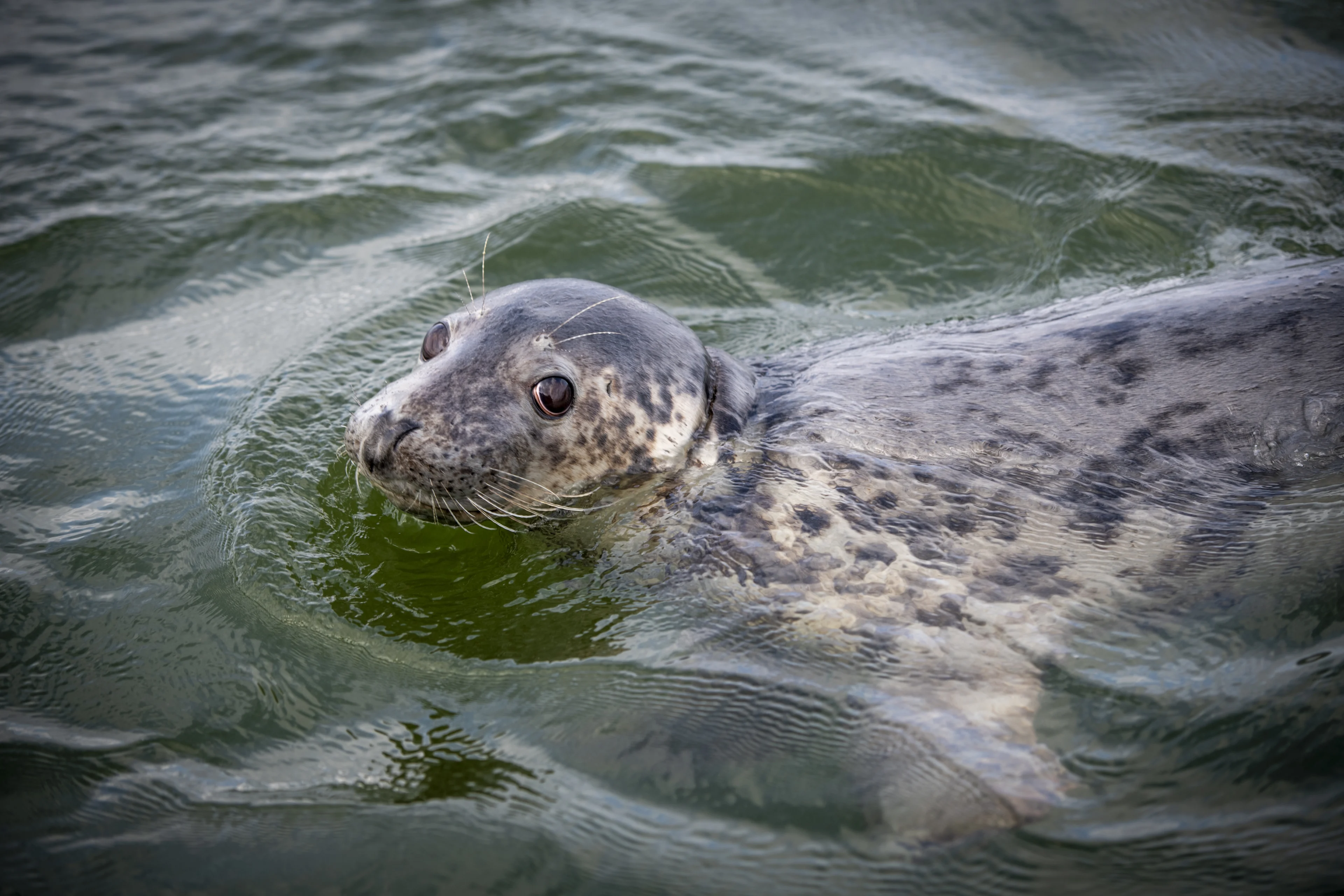 Zeehond bij Utrechtse woonboot kan volgens kenner nog wel jaar blijven