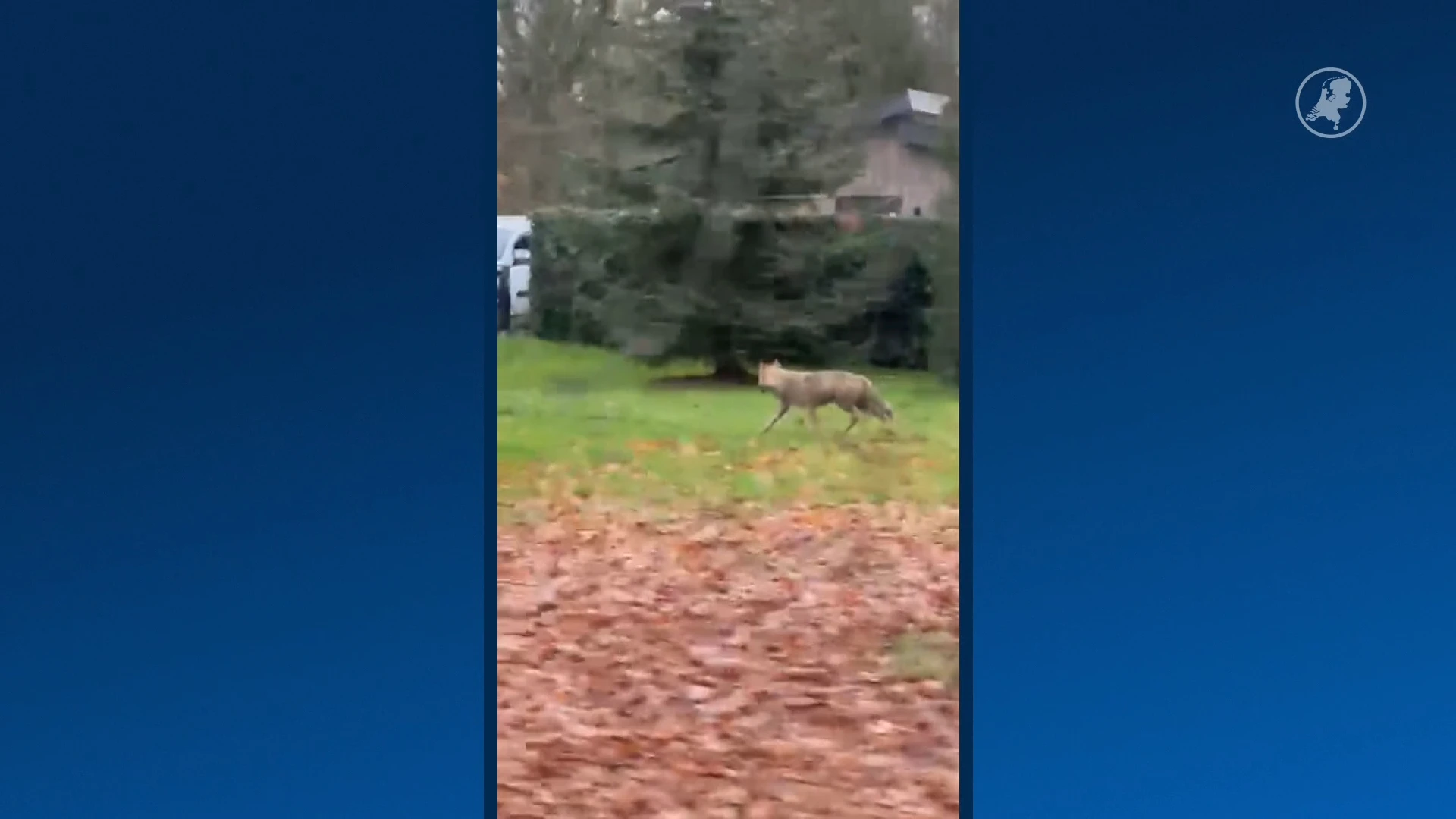 Wolf loopt door woonwijk in Goor