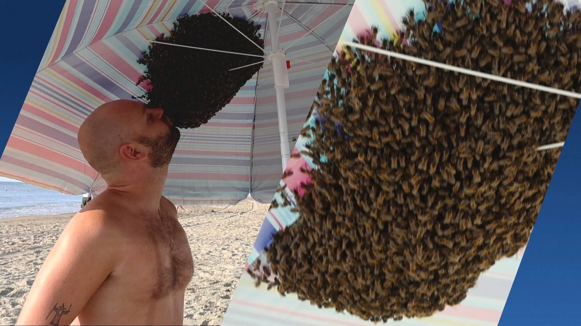 4000 bijen zoeken verkoeling onder Jobs parasol op strand Zandvoort