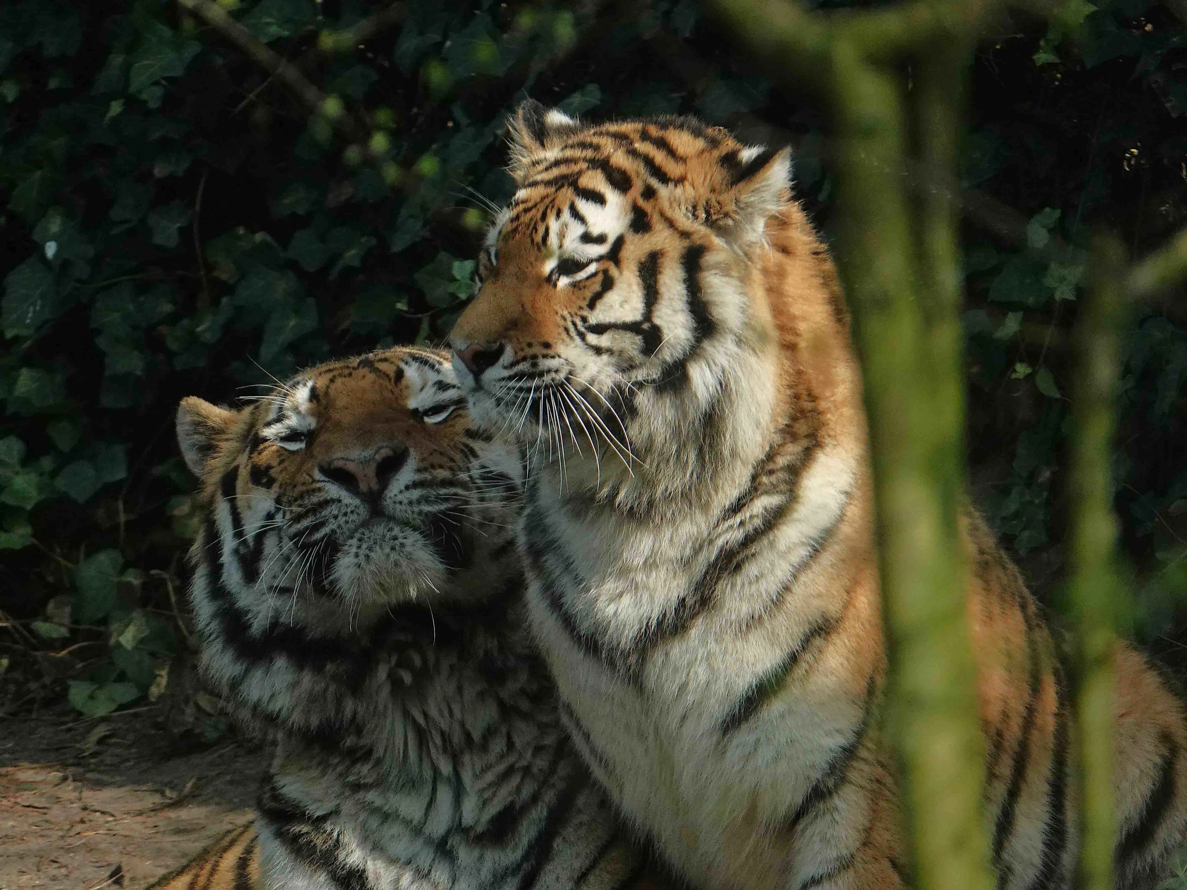 Hoop op Siberische tijgerwelpen in Amersfoort DierenPark na succesvol paren