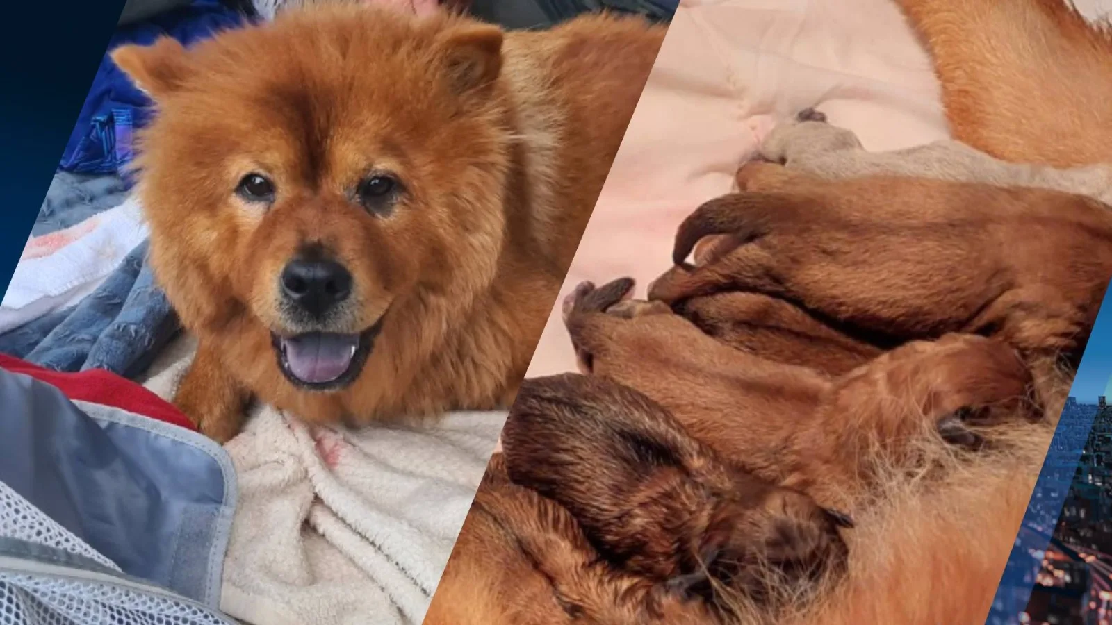 Verwaarloosde hond bevalt midden op terras in hartje Amsterdam