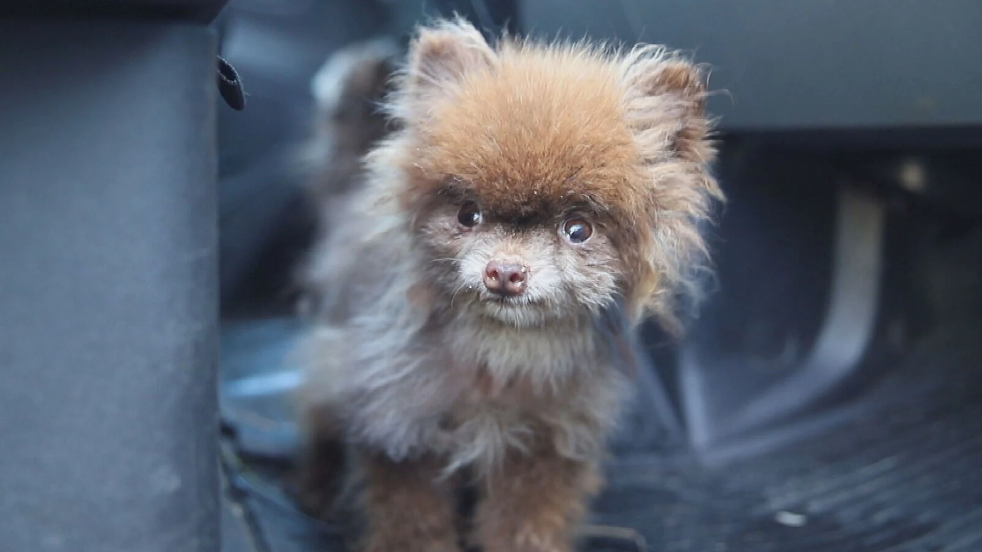 Donaties voor gedumpte chihuahua's blijven binnenstromen: al ruim 25.000 euro opgehaald 