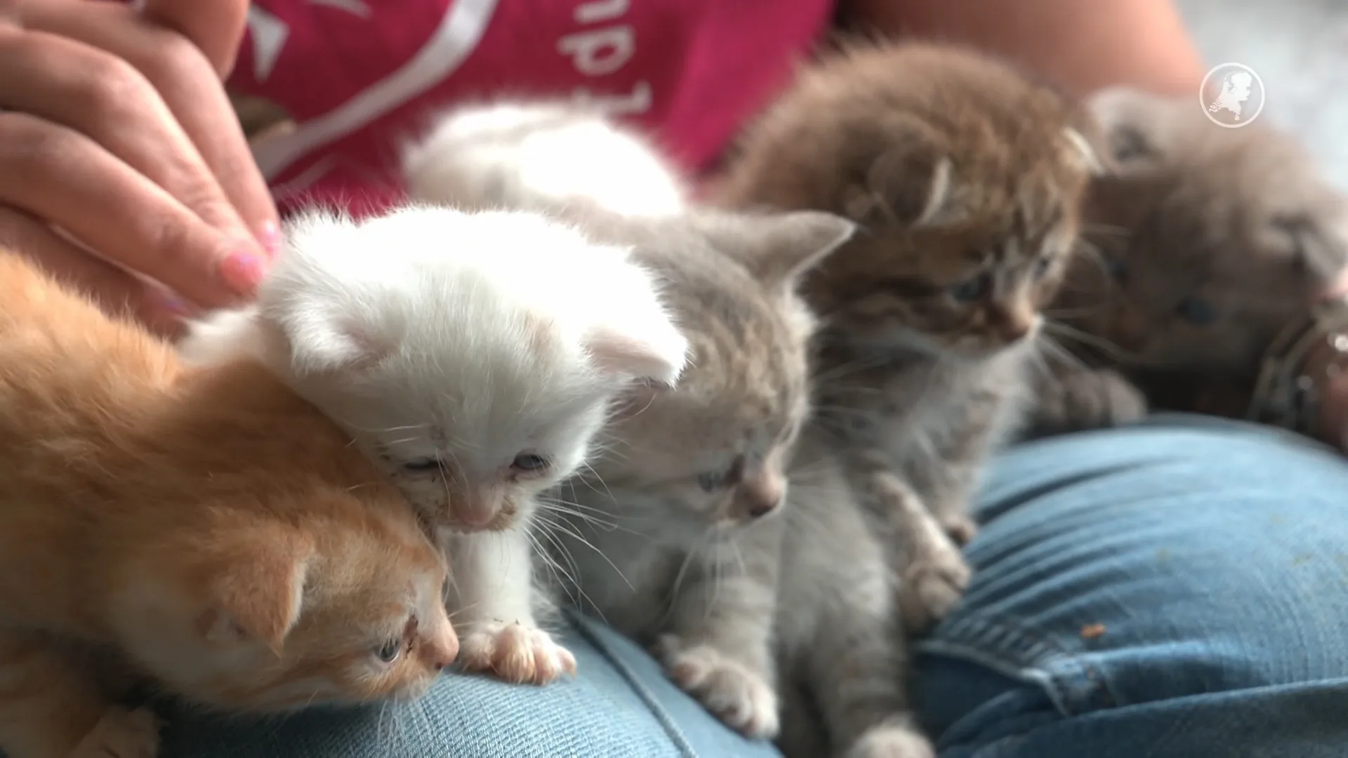 Illegaal gefokte kittens gedumpt in mand in bos Voorburg