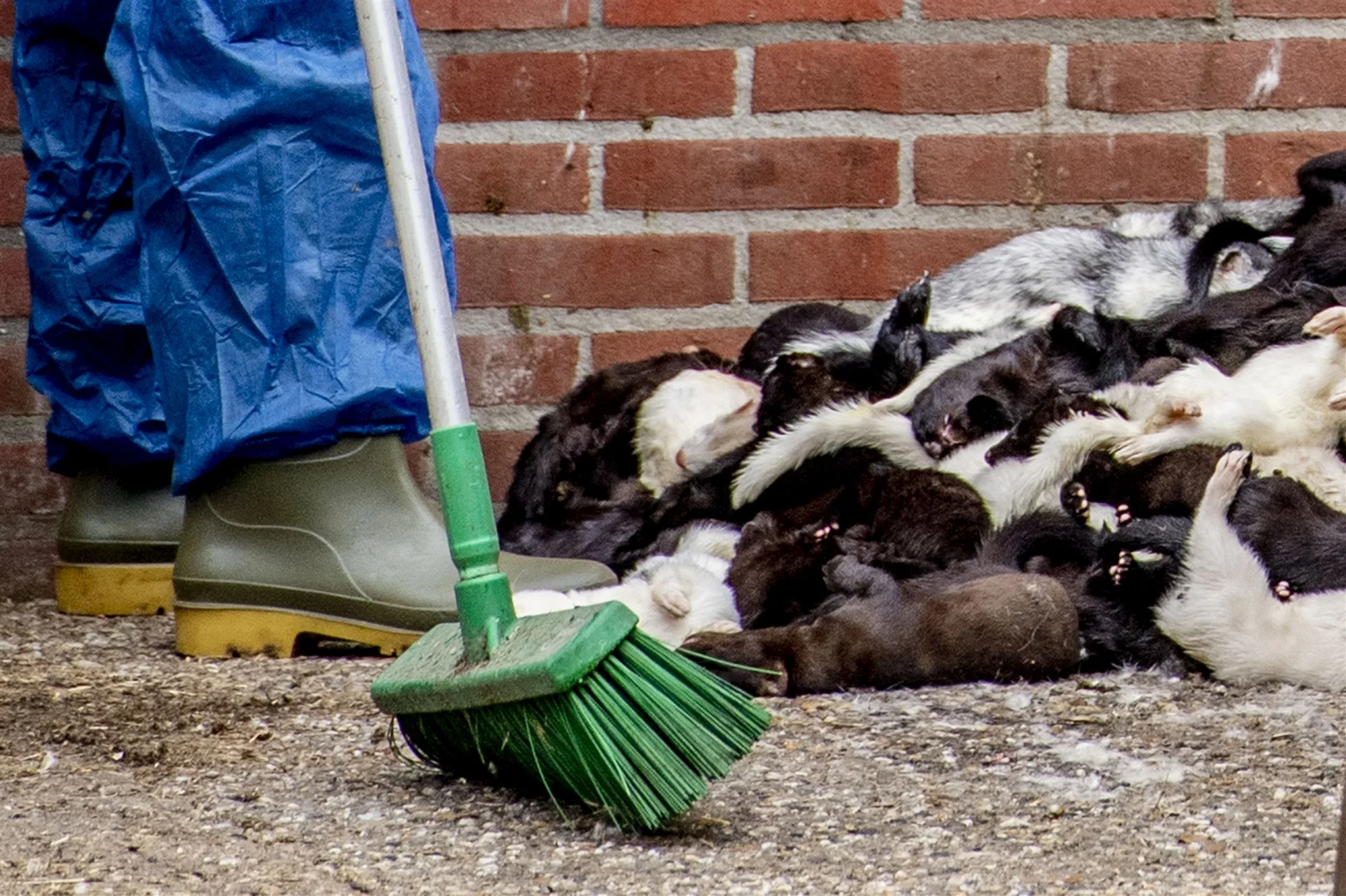 Opnieuw besmettingen bij nertsenfokkerijen, teller staat nu op 36