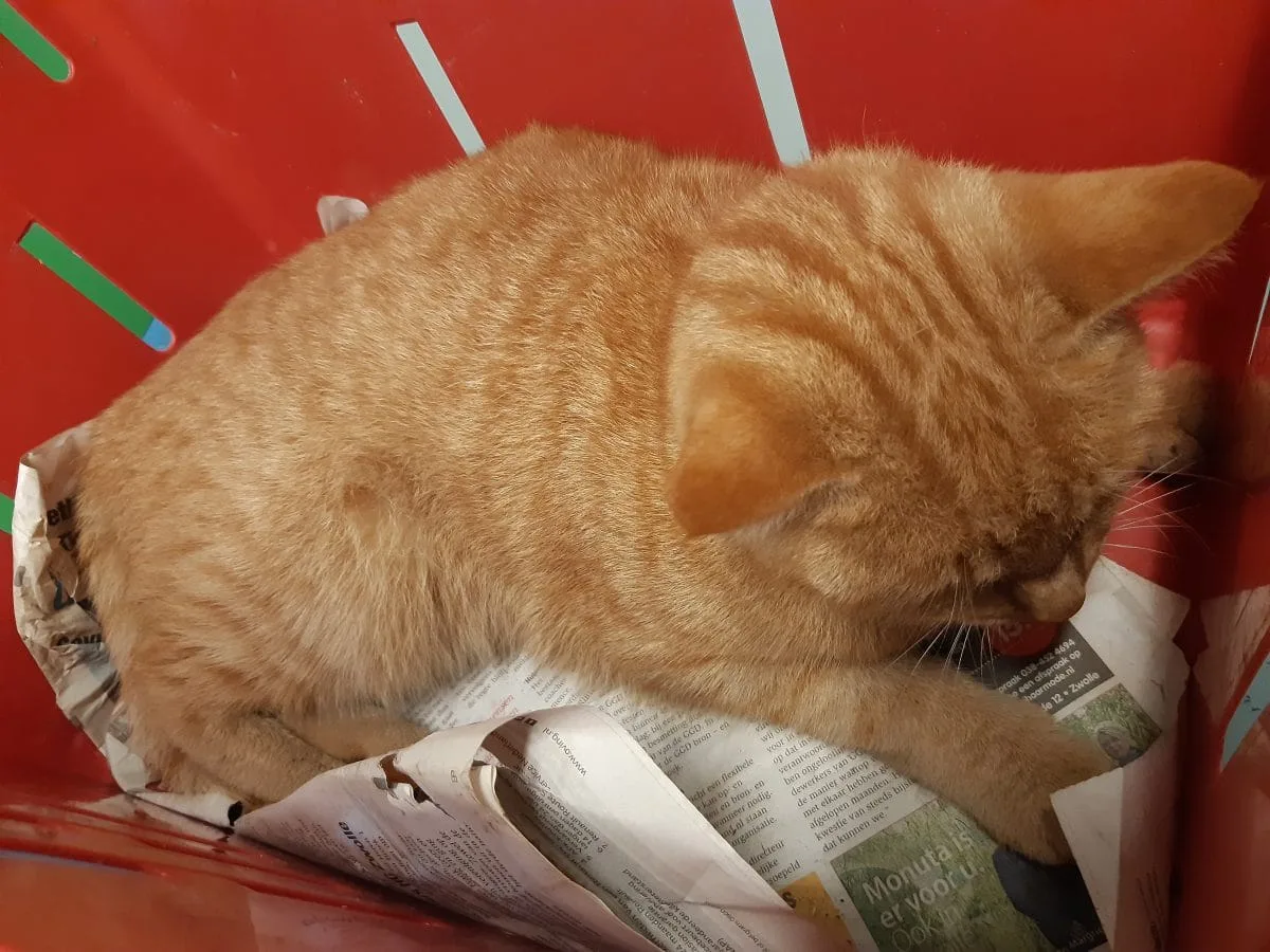 Meerdere katten vergiftigd in Zwolle