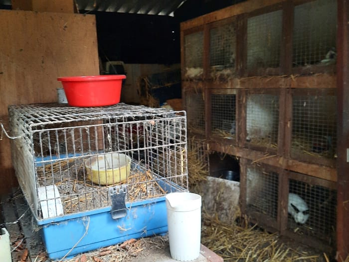 Tientallen parkieten, konijnen en duiven leven in eigen uitwerpselen, stof en spinnenwebben