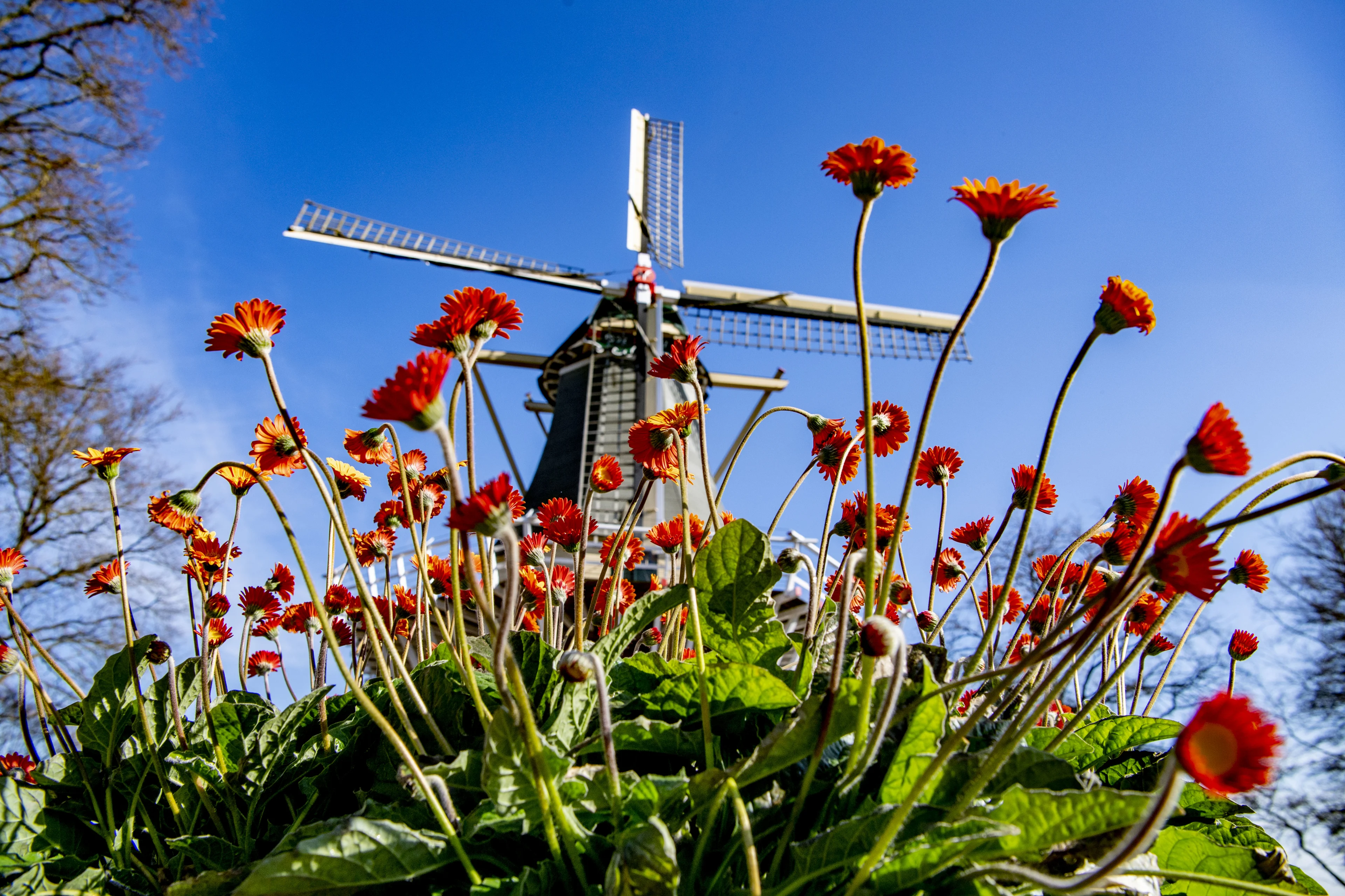 Eerste pilotdag in Nederland: Keukenhof en monumenten mogen weer open