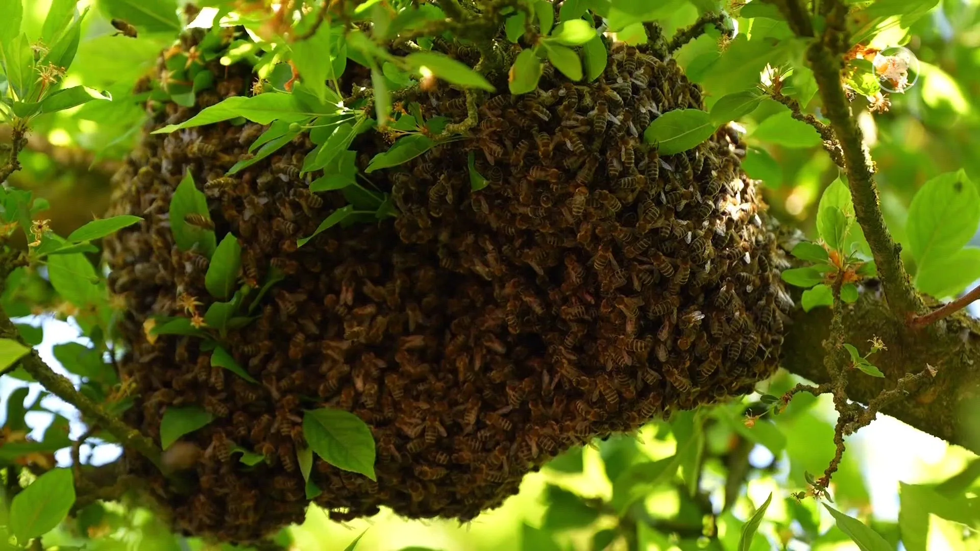 Bijen veroorzaken ophef in Eindhovense wijk, brandweer moet ingrijpen