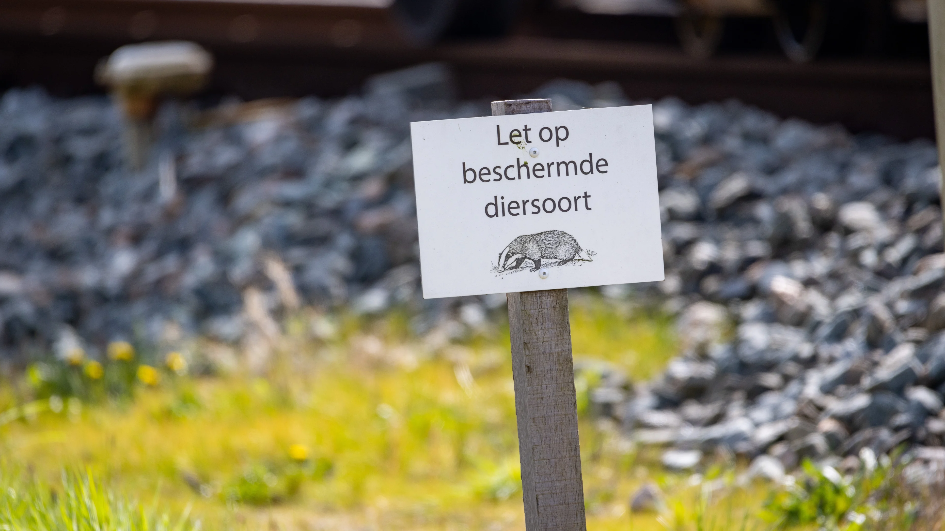 Treinen bij Molkwerum rijden weer na verwijderen dassenburcht