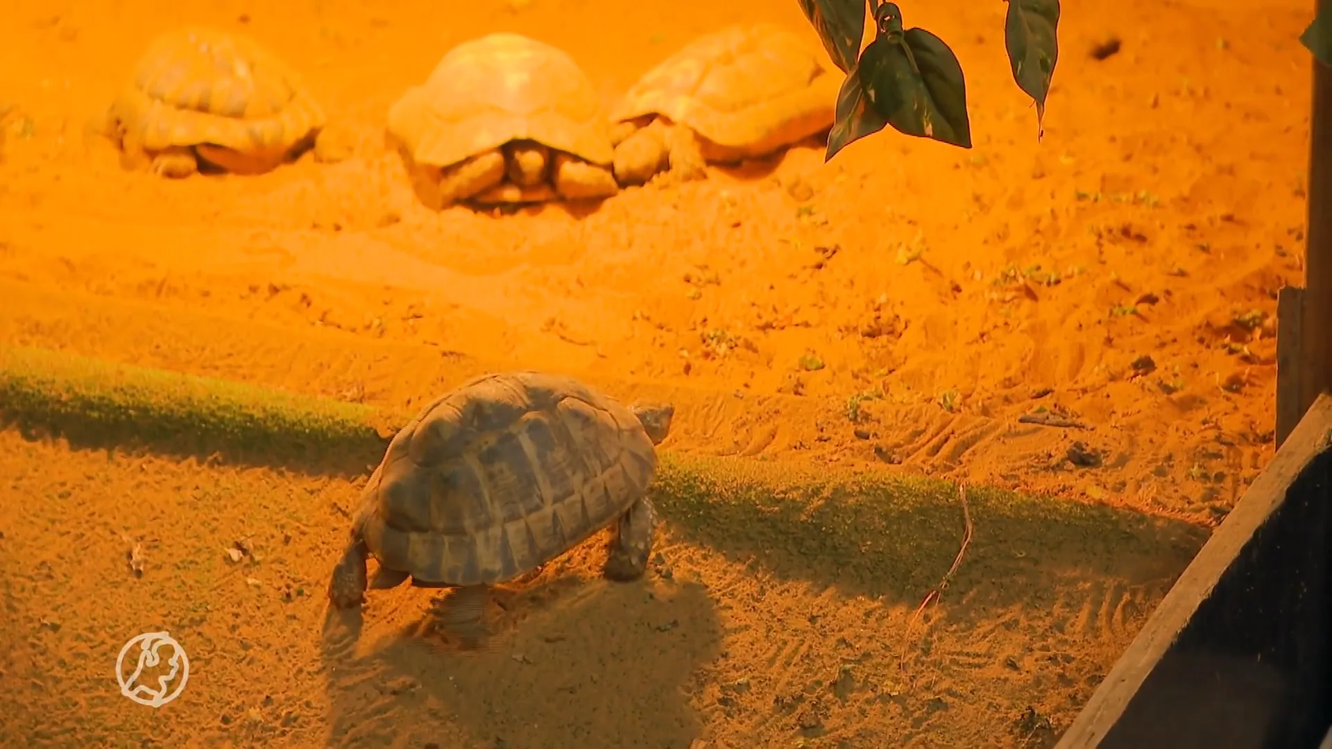 Twaalf schildpadden gedumpt in Aalsmeer: 'Dit is heel strafbaar' 