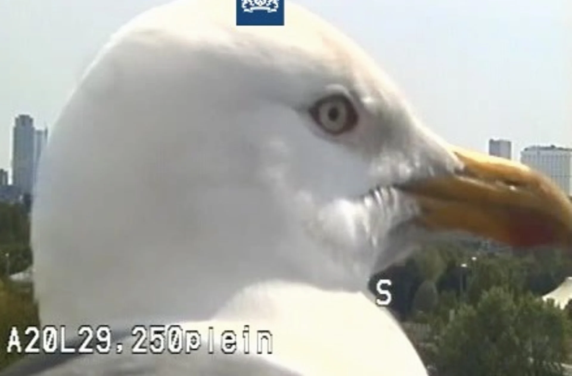 IJdele meeuw pakt momentje op camera Rijkswaterstaat en verpest uitzicht op skyline Rotterdam