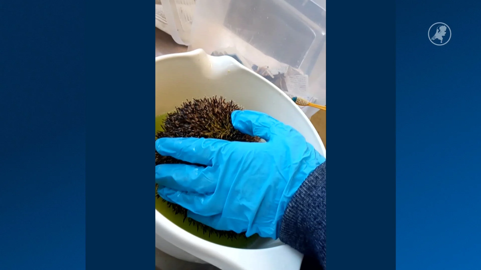 Opnieuw egel met graffiti bespoten in Zeist: 'Gevaarlijk'