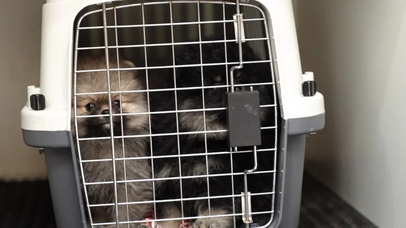 Vrouwen verdacht van illegale handel met Pomeriaan pups