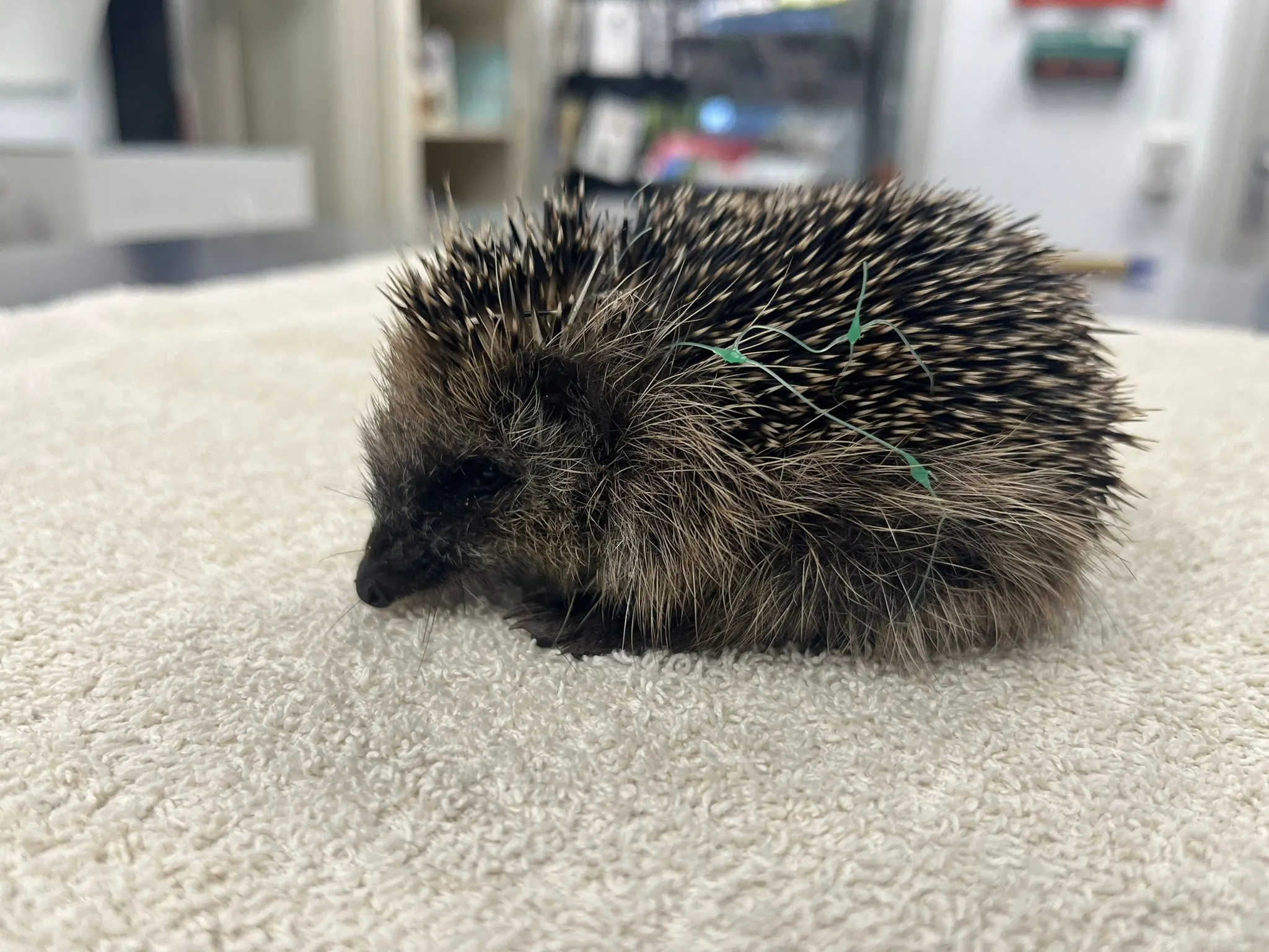 Verzwakte egel sterft na verstrikking in plastic net: 'Te zwak voor operatie'