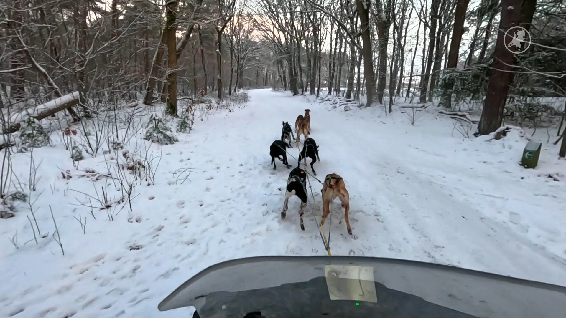 ZIEN: Snel Nederlands sledehondenteam traint op eigen sneeuw