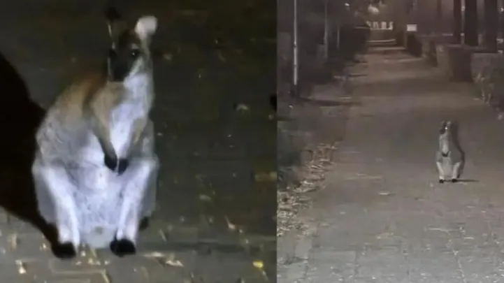 Politie op jacht naar huppelend buideldier in Udenhout: 'Wie heeft Skippy gezien?'