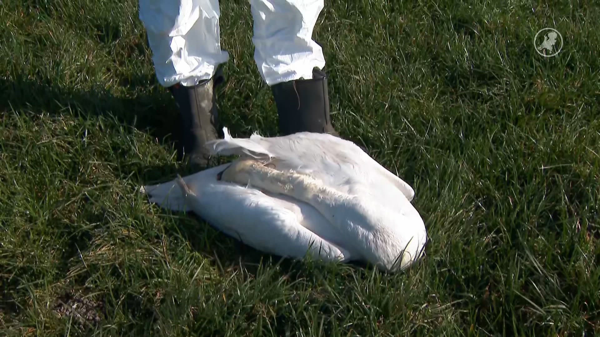 Topdrukte voor dierenambulance om dode zwanen in Friesland