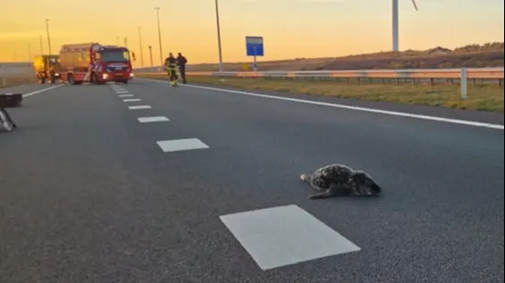 Gewond zeehondje aangetroffen op N15 bij Maasvlakte: 'Hachelijke situatie'