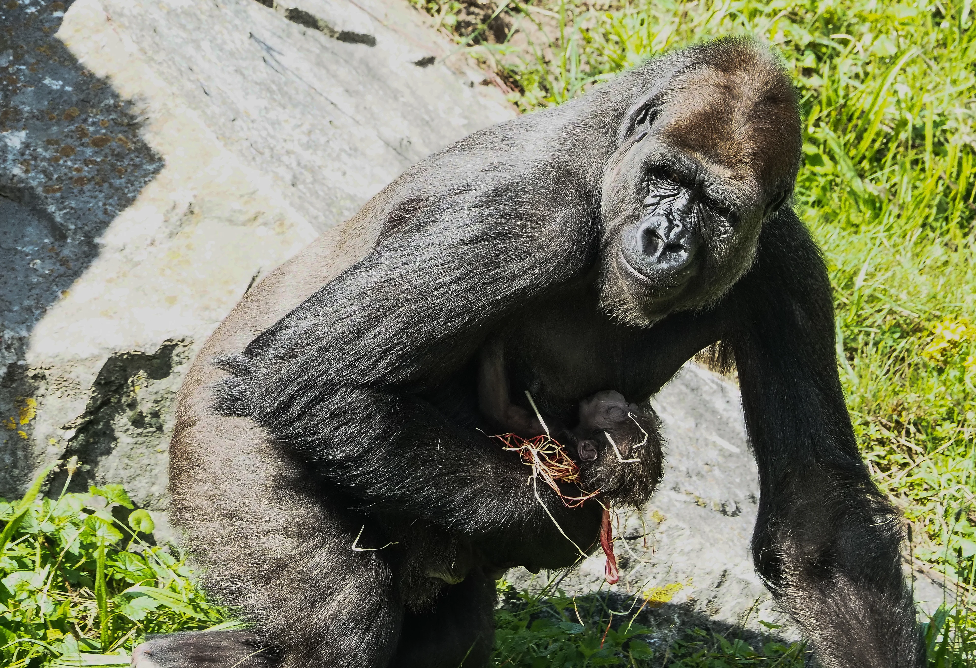 VIDEO: Zeldzame laaglandgorilla geboren in Safaripark Beekse Bergen