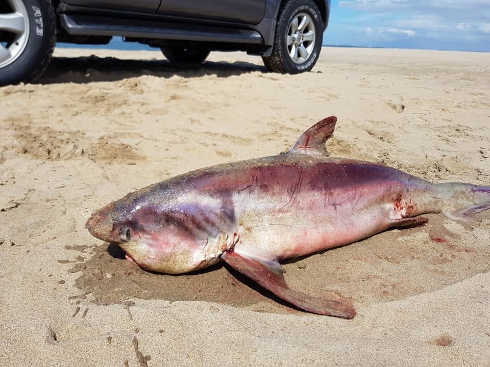 Bijzondere vondst aan Nederlandse kust: zeldzame voshaai spoelt aan