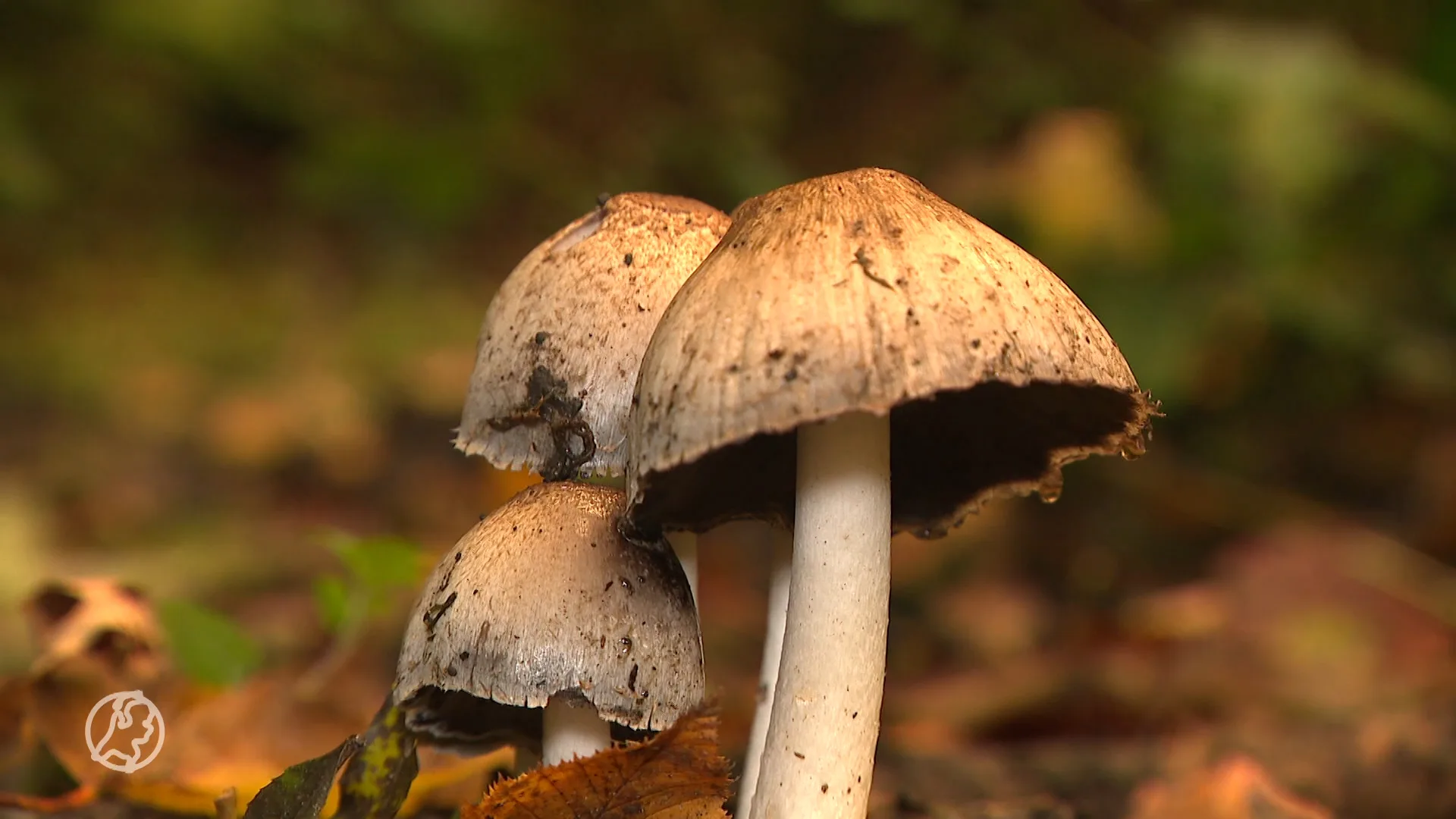 Het paddenstoelenseizoen is geopend, maar pas op met plukken