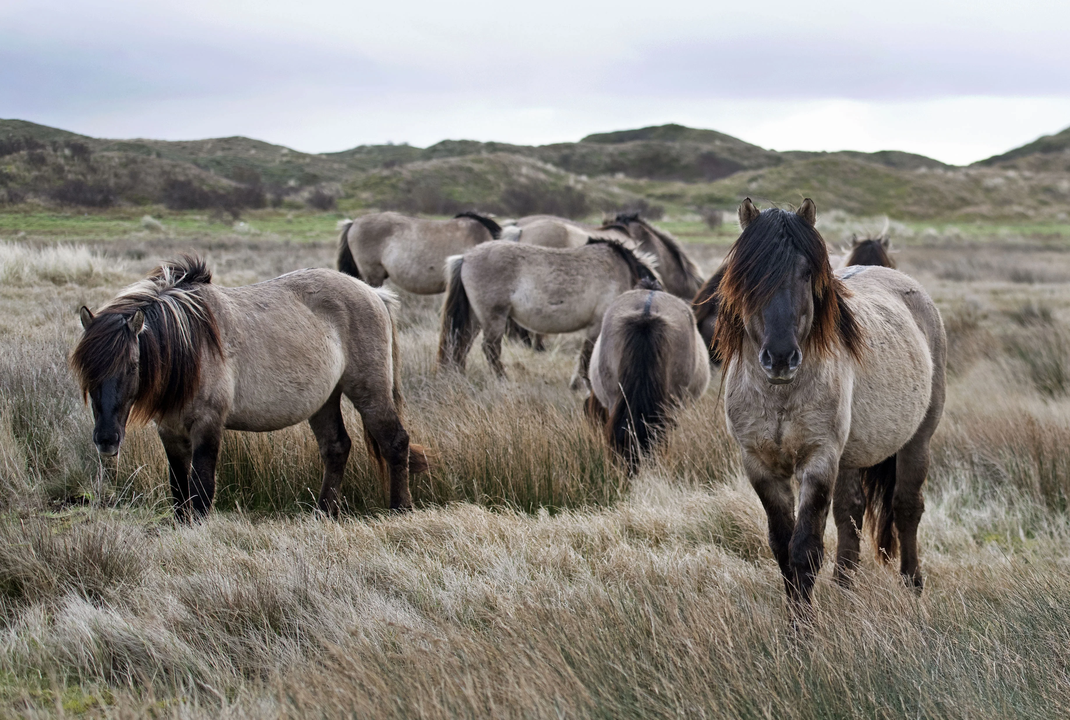 Texelse Konikpaarden gered van de slacht