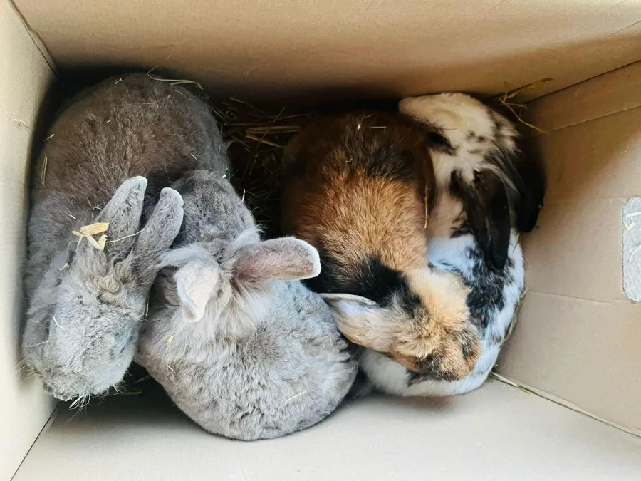 Uit alle hoeken steun voor Flappus die 184 gedumpte dieren opvangt: 'Ben verbaasd'