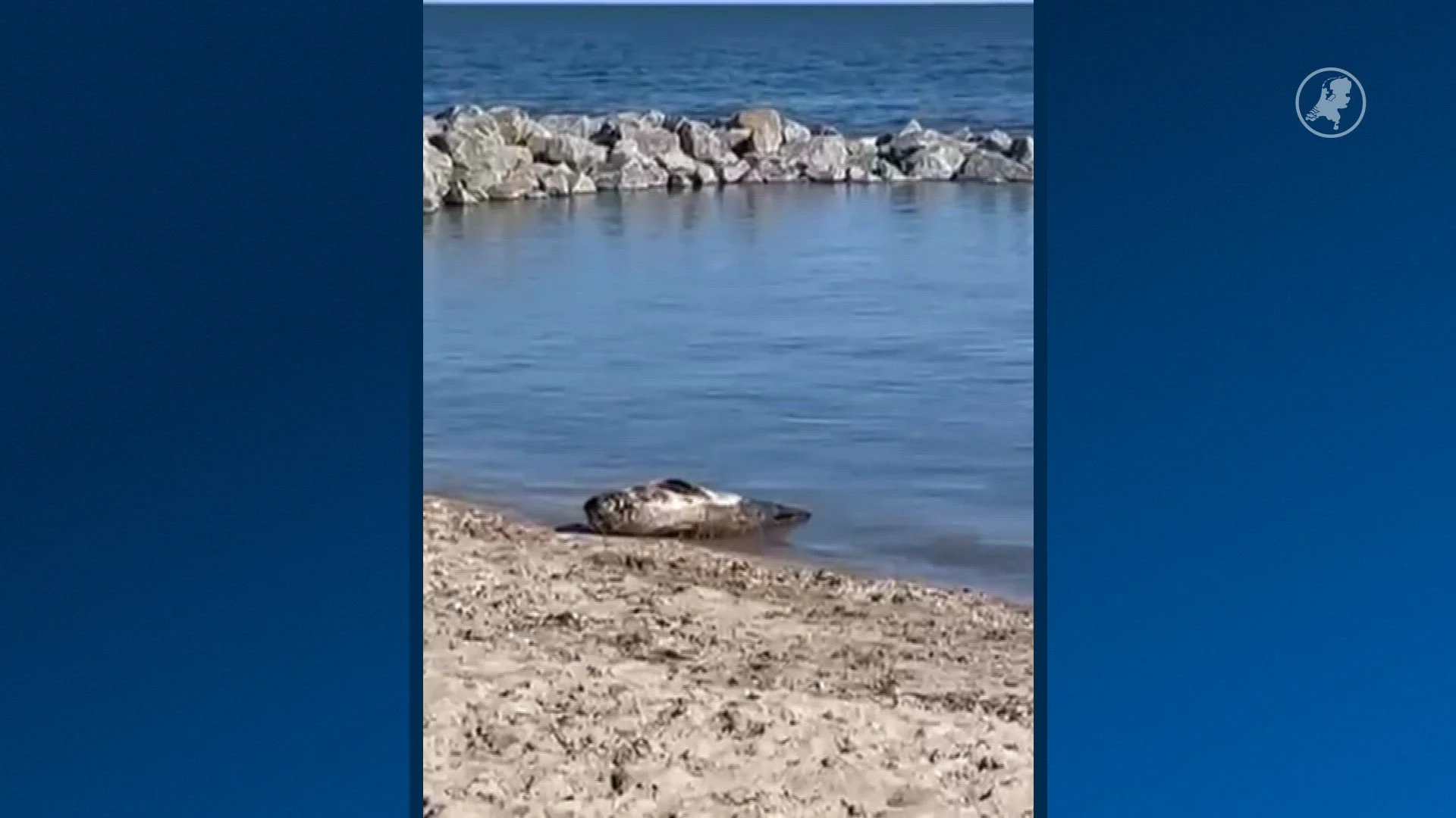 Zeehondenopvang: blijf weg bij zeehond Andijk