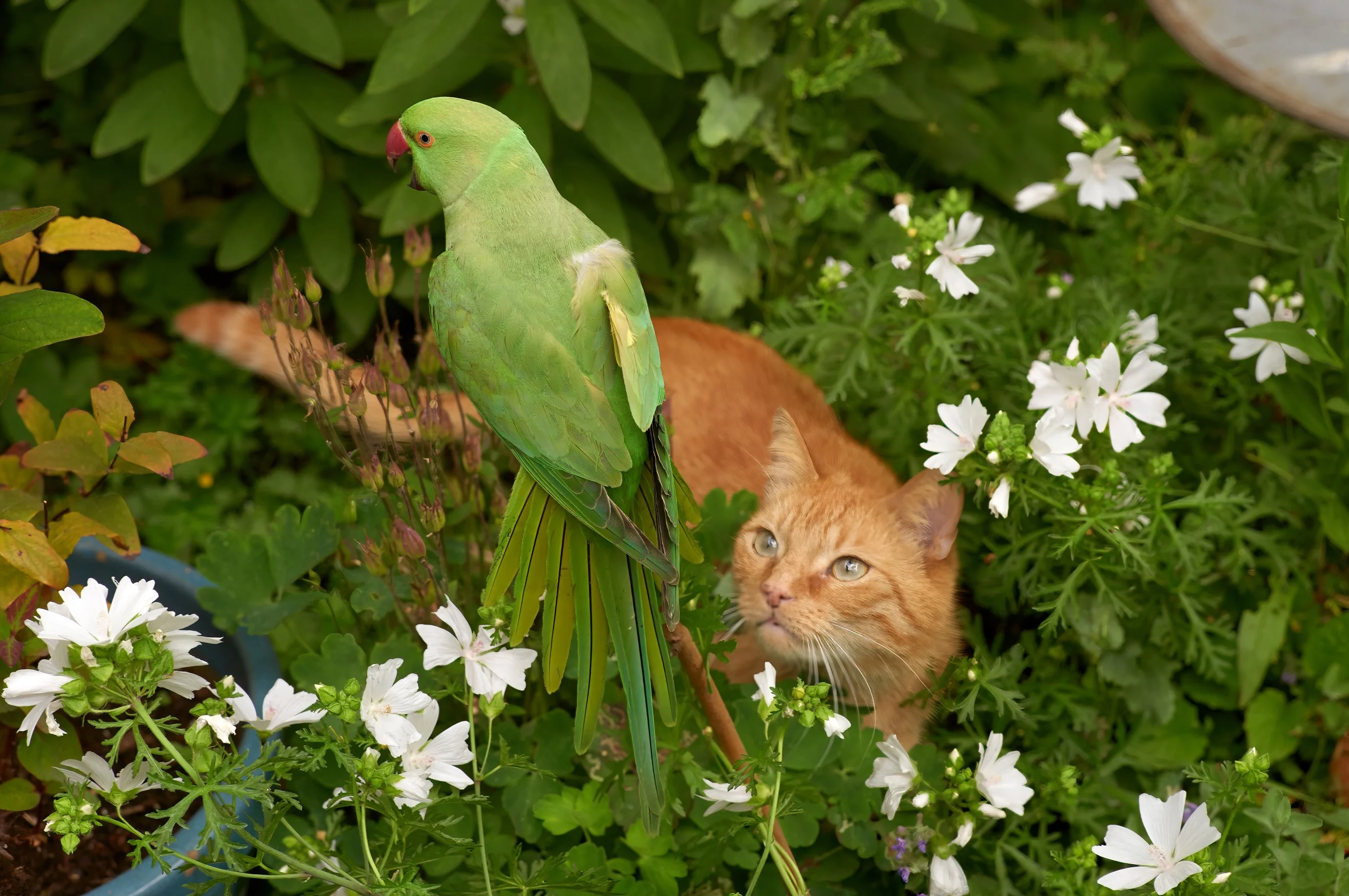 Aantal Nederlandse wilde halsbandparkieten in tien jaar tijd verdubbeld