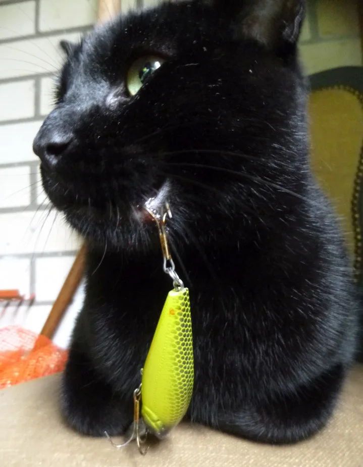 Dierenbescherming waarschuwt vissers: rondzwervend visgerei zaait dood en verderf