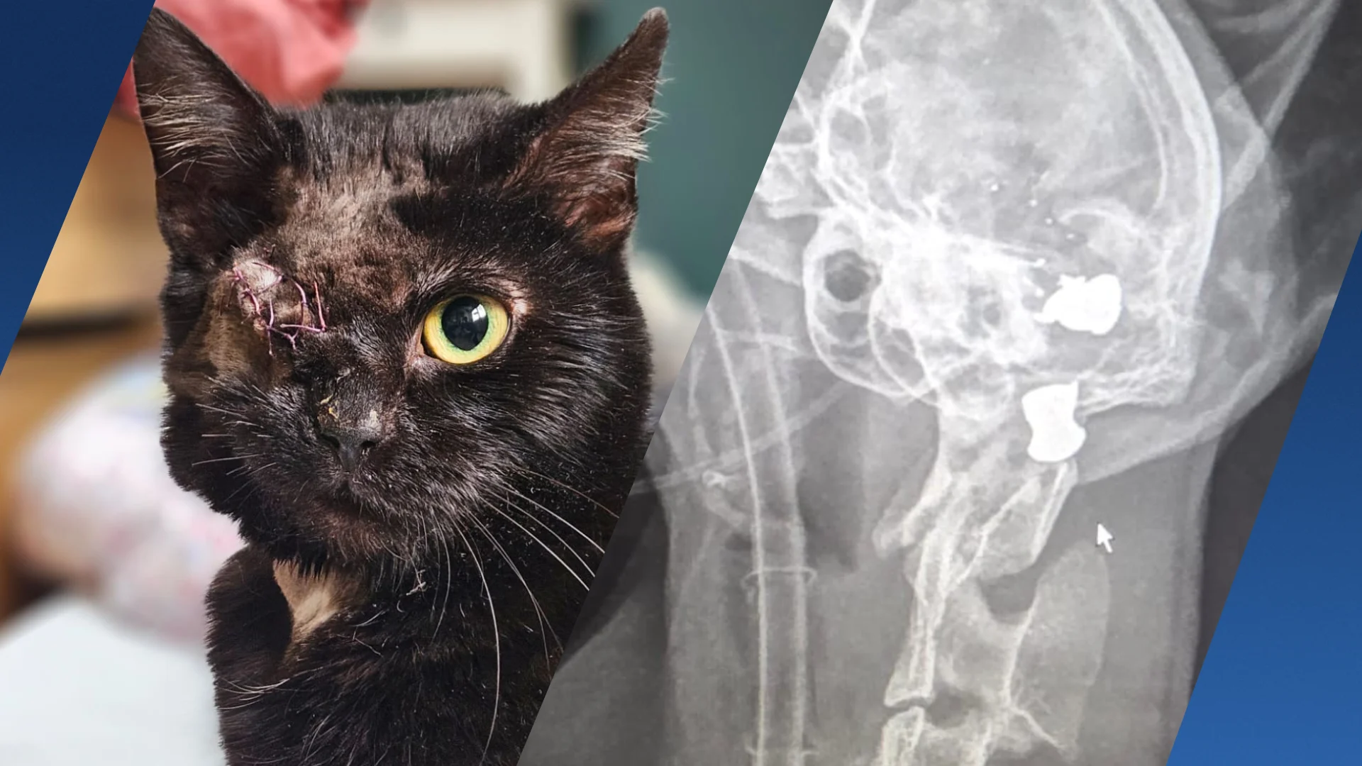 Twee kogels in kopje van kat Bambi, eigenaar spoorloos